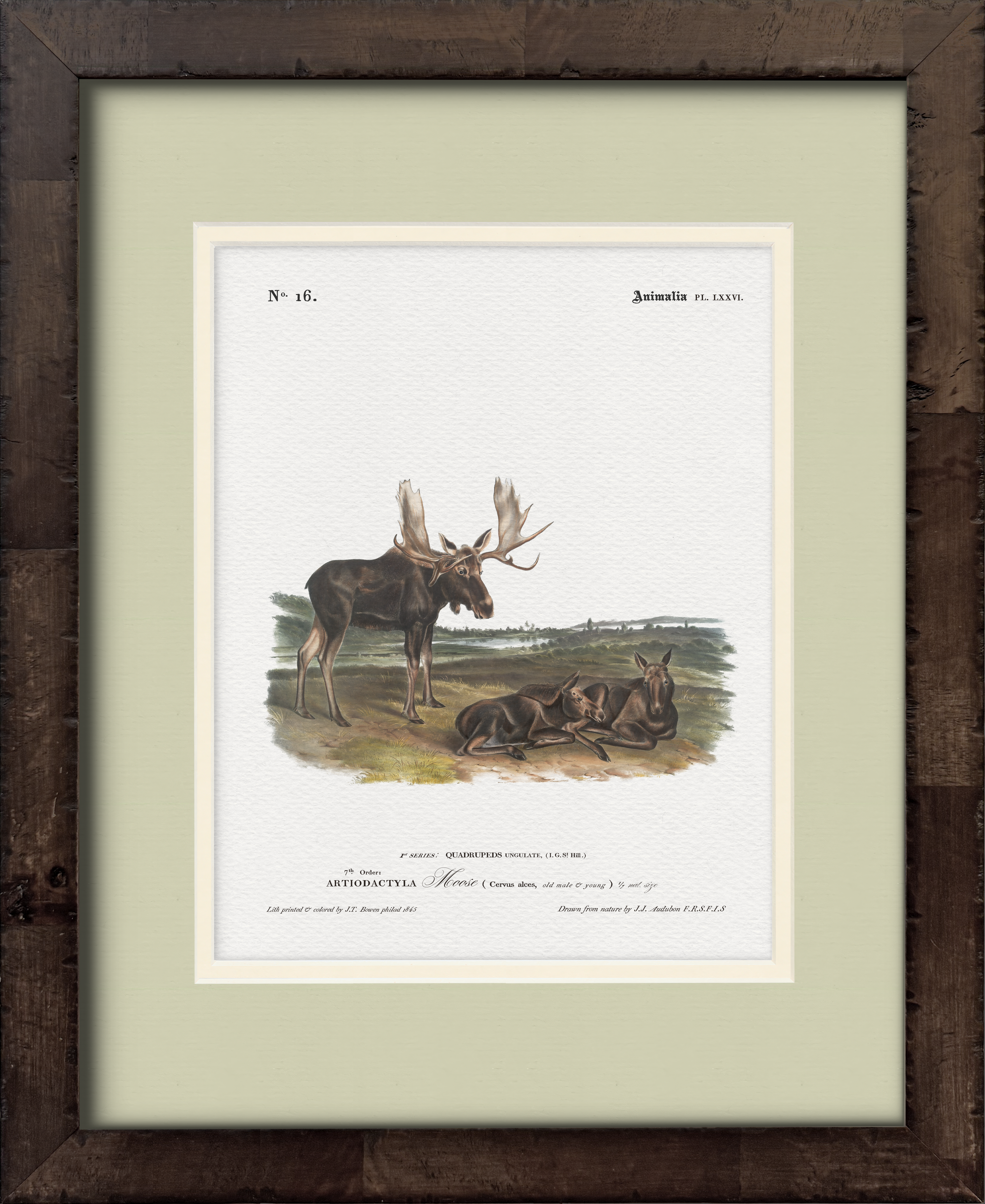 Moose — 19th-century North American big game illustration art print