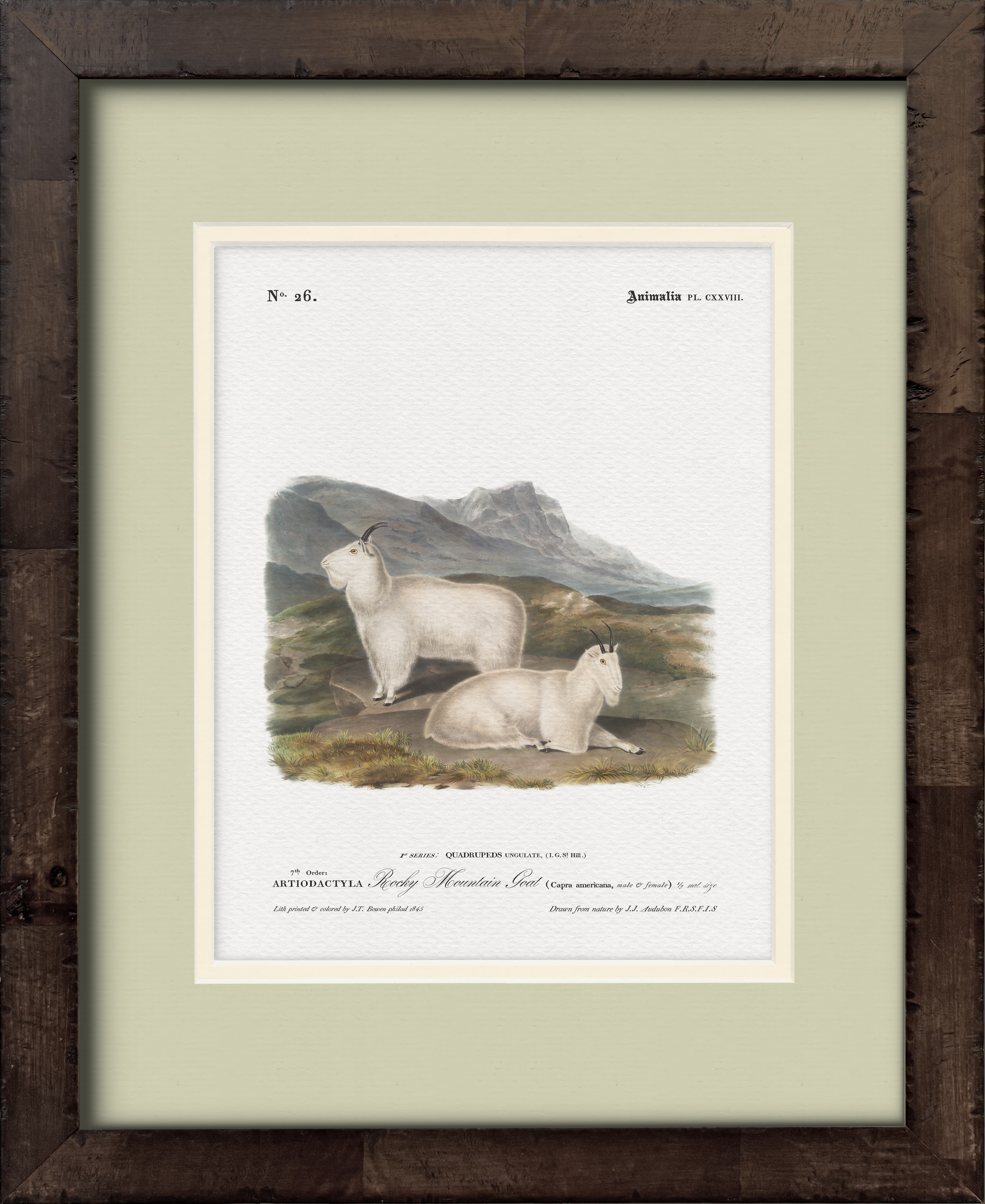 Rocky Mountain Goat — 19th-century North American big game illustration art print