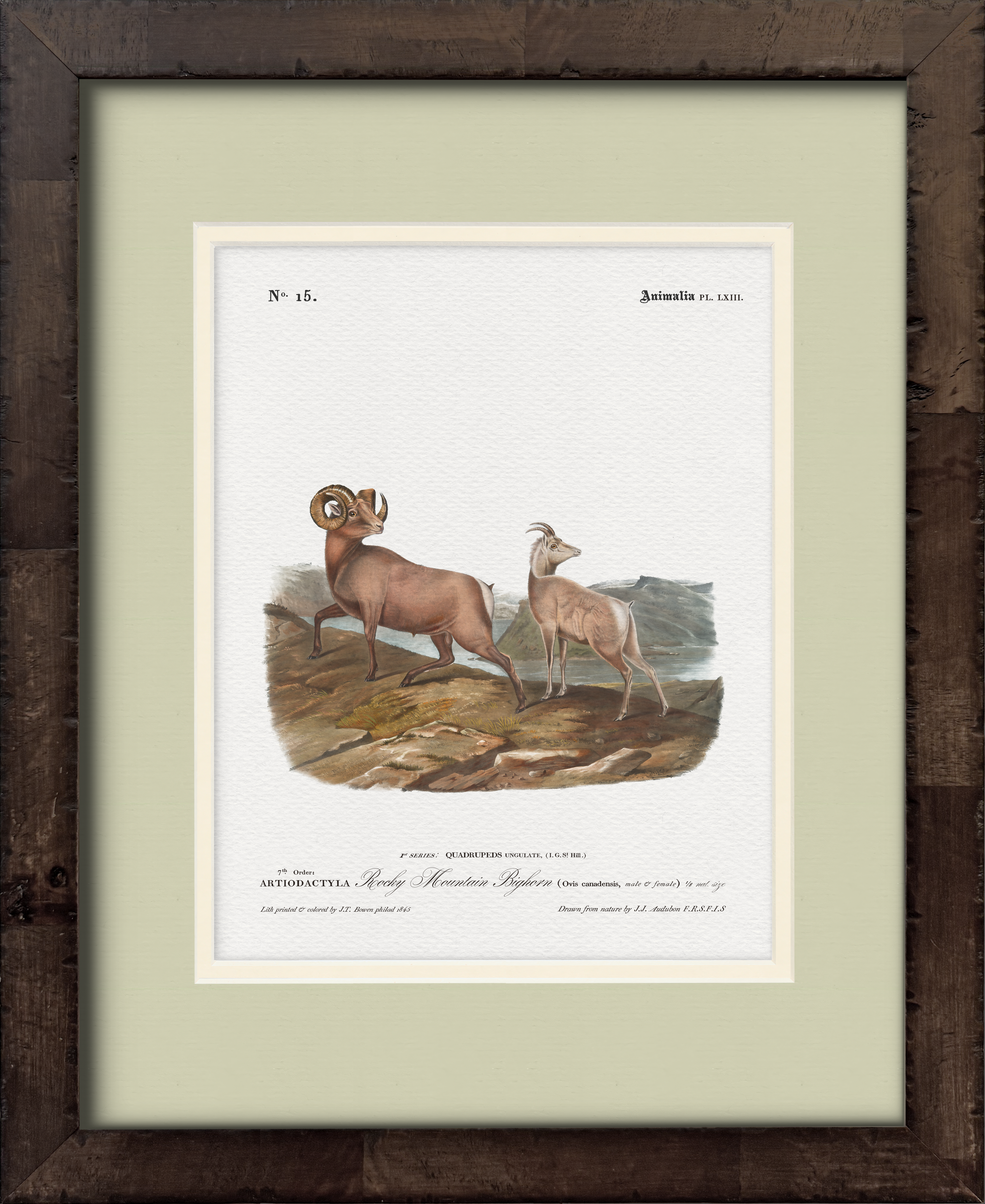 Rocky-Mountain Bighorn Sheep — 19th-century North American big game illustration art print