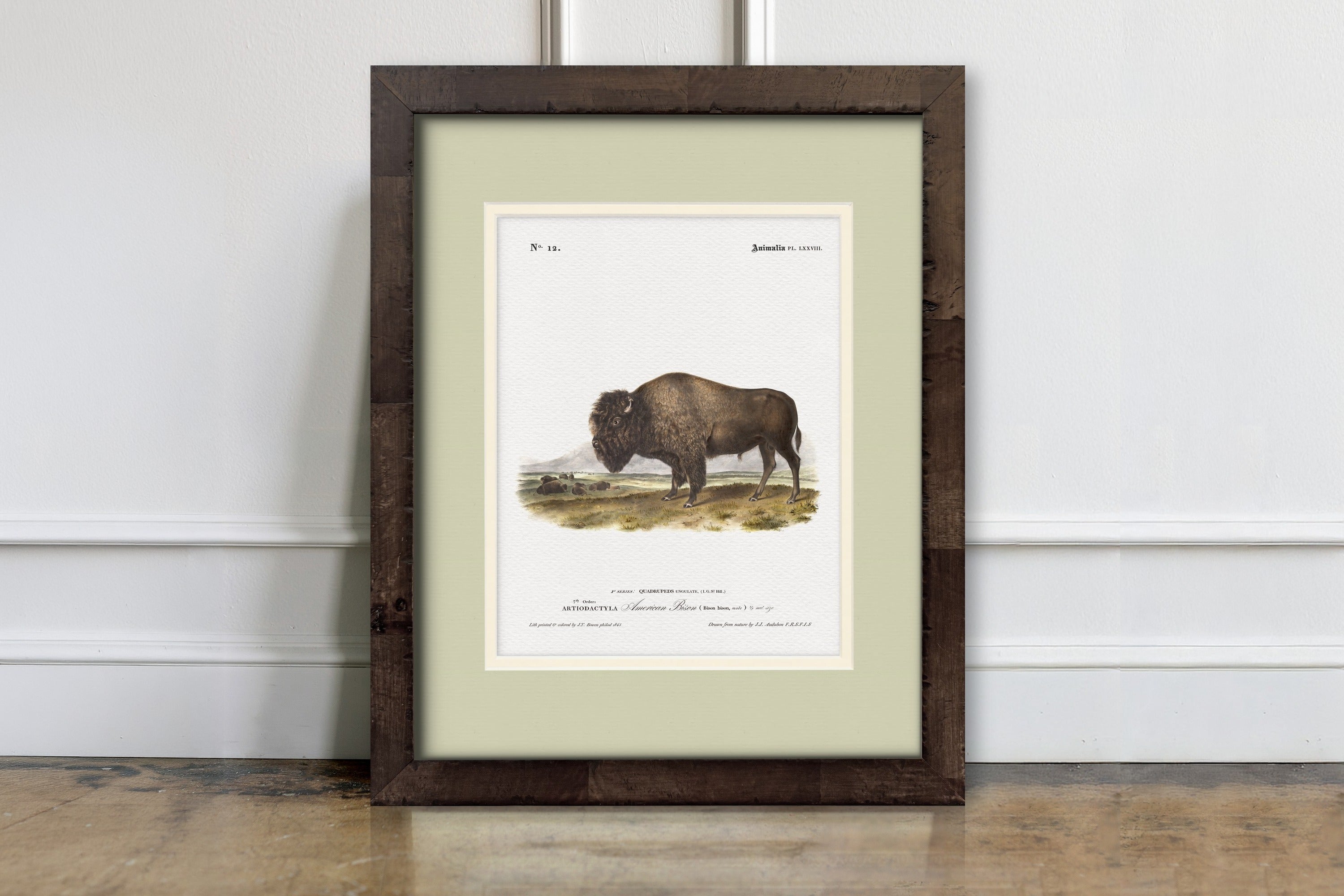 Big Game Illustrations - American Bison