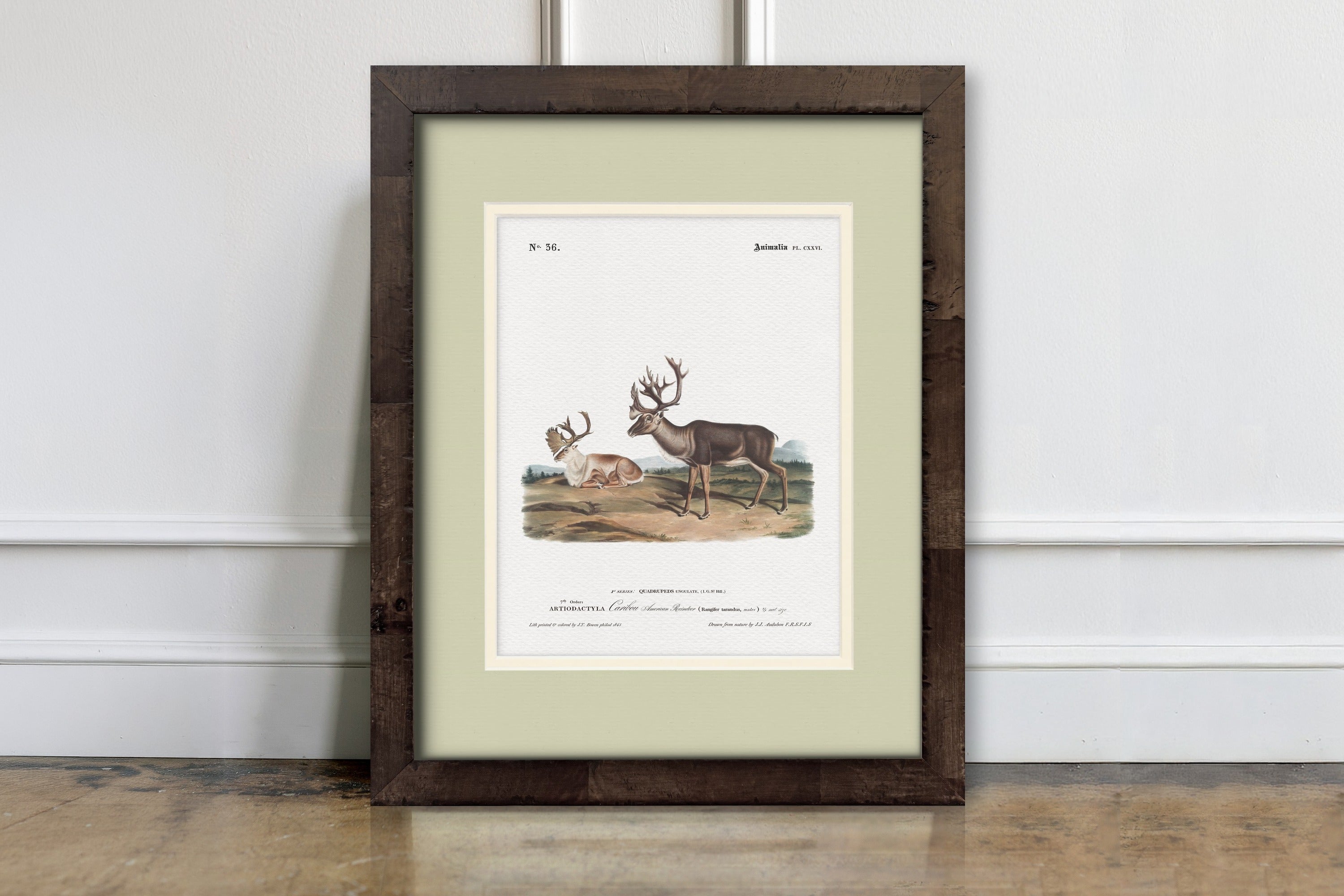Big Game Illustrations - Caribou
