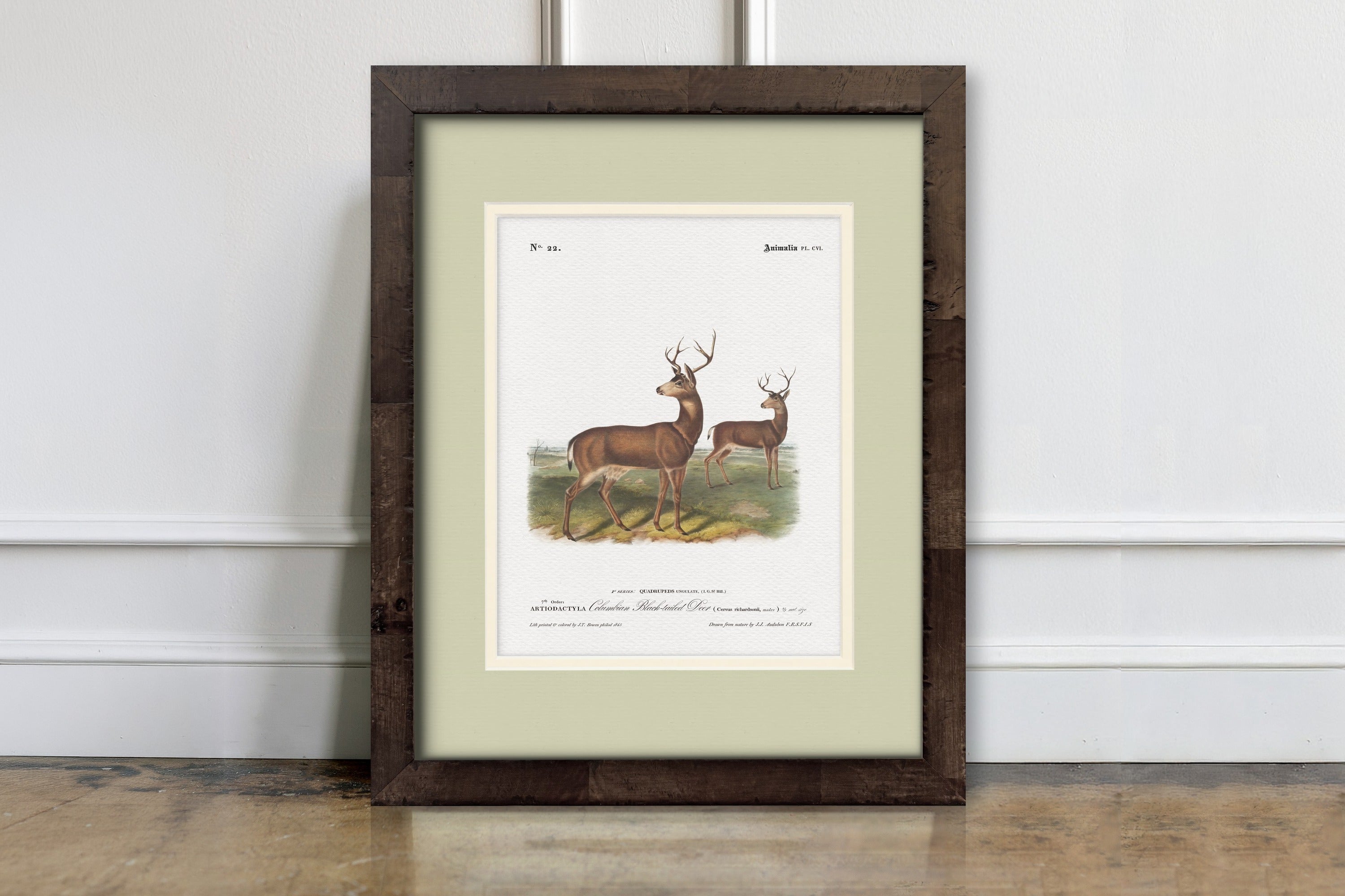 Big Game Illustrations - Columbian Black-Tailed Deer