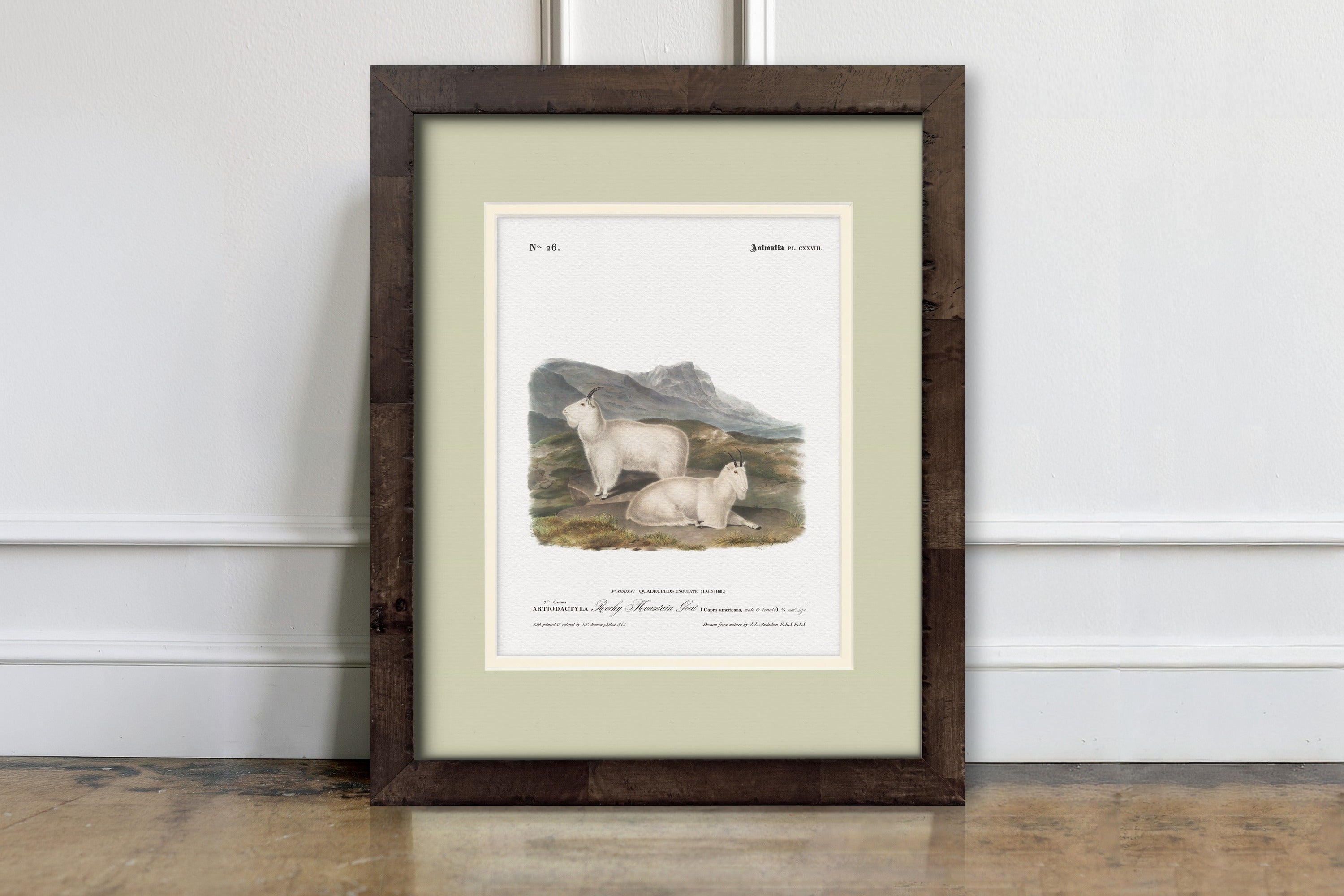 Big Game Illustrations - Rocky Mountain Goat