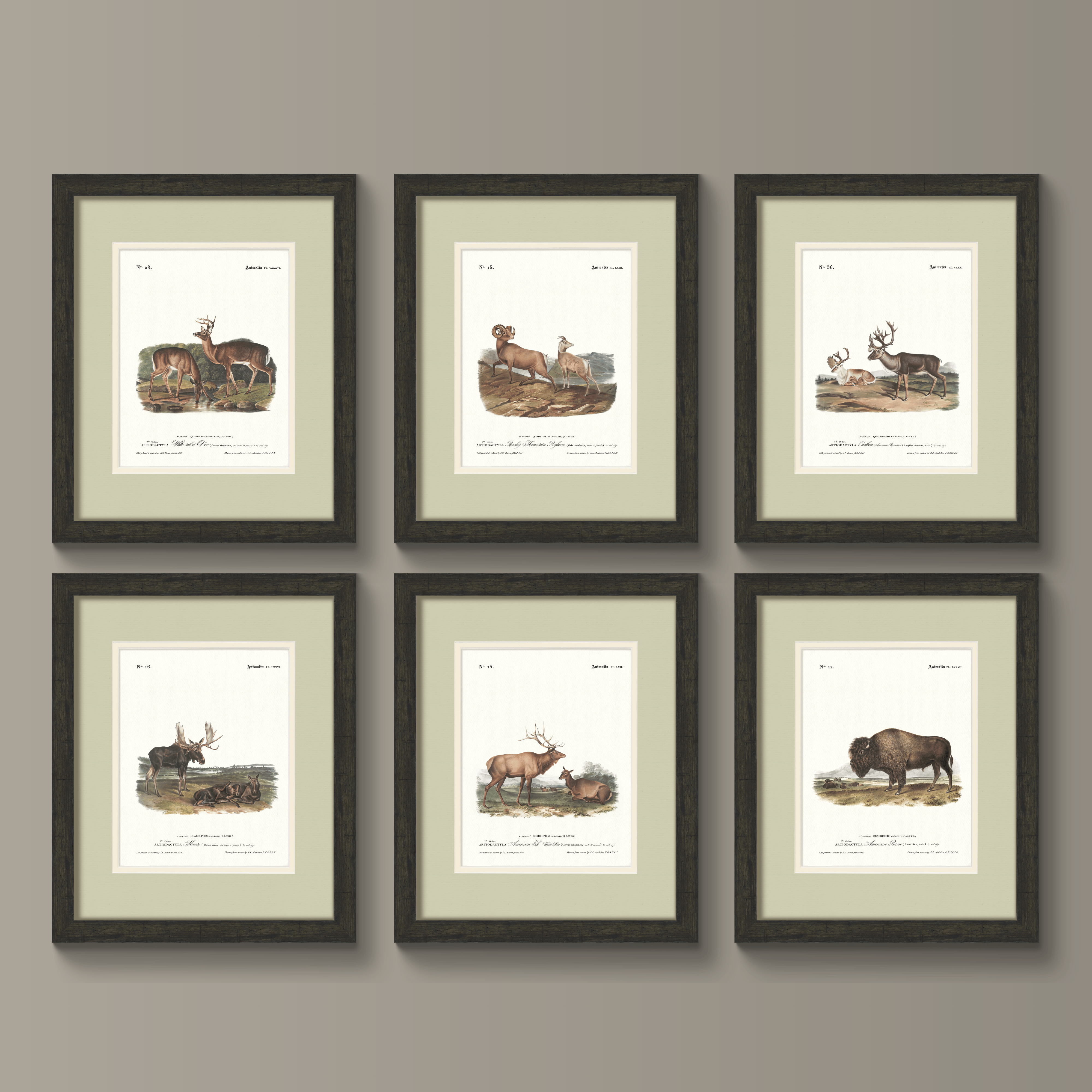 Big Game Illustrations - American Elk