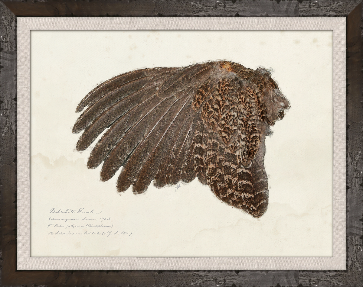 Illustrated Game Bird Wings - Bobwhite Quail Cock