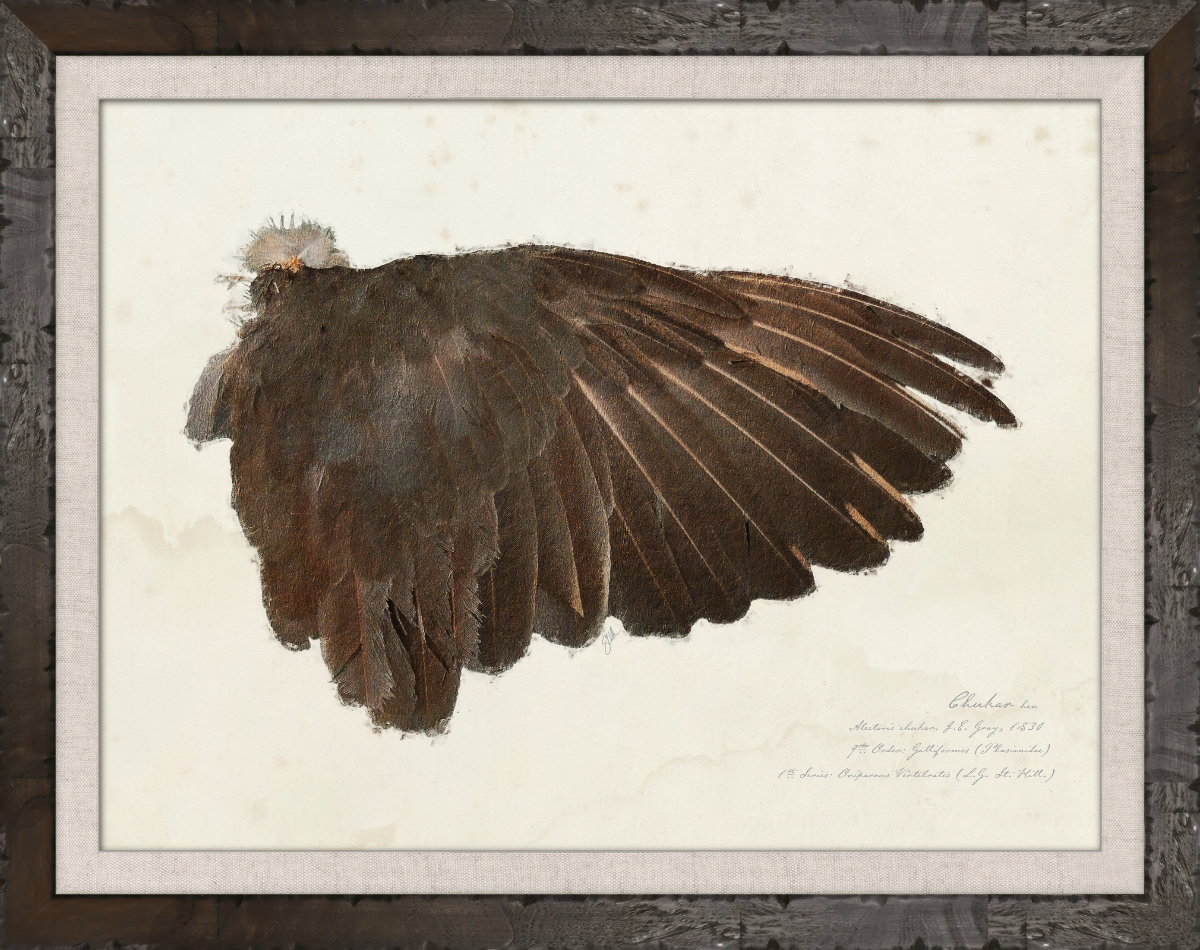 Illustrated Game Bird Wings - Chukar Hen