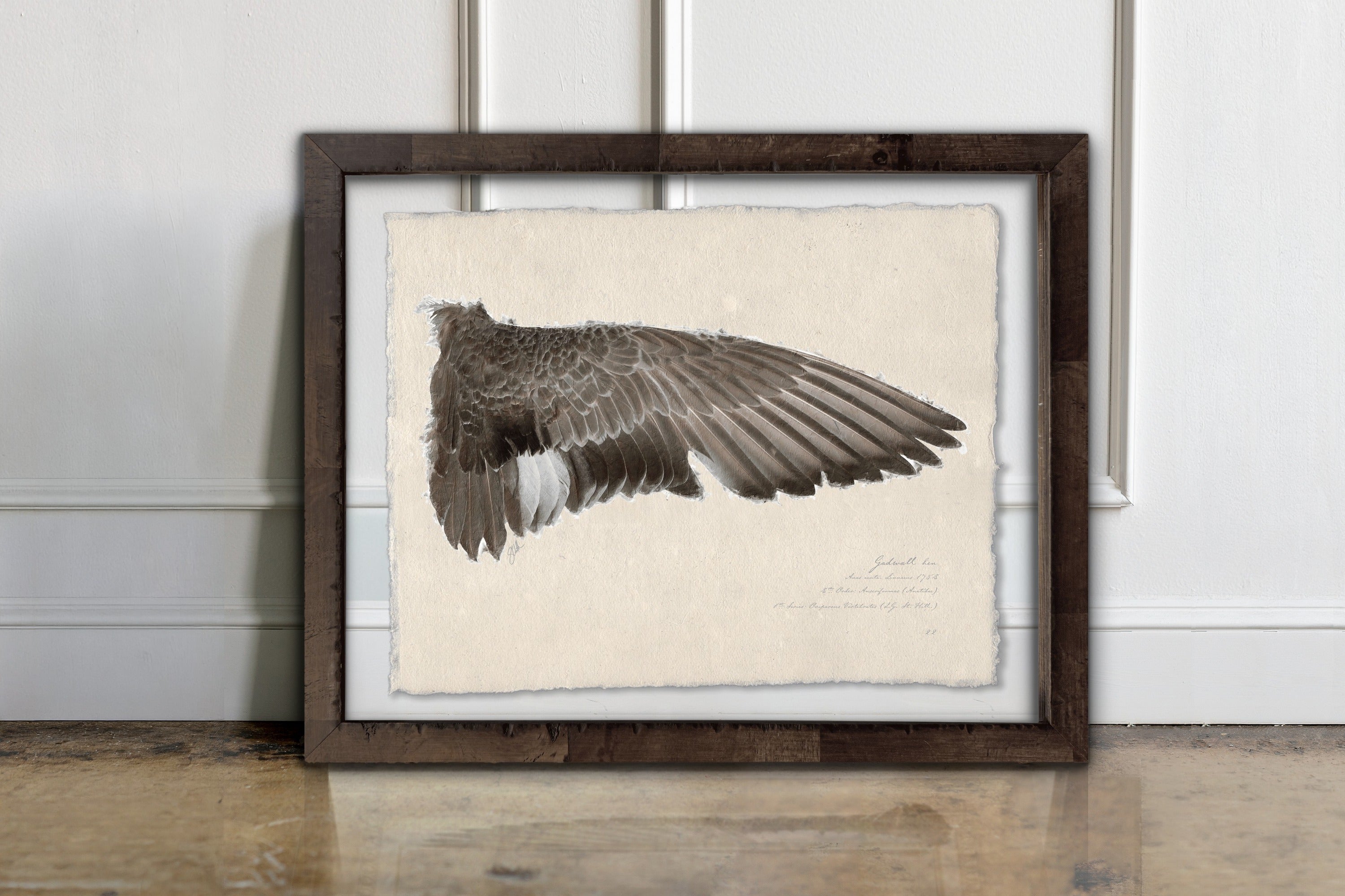 Duck Wings of the Mississippi Flyway - Gadwall Hen