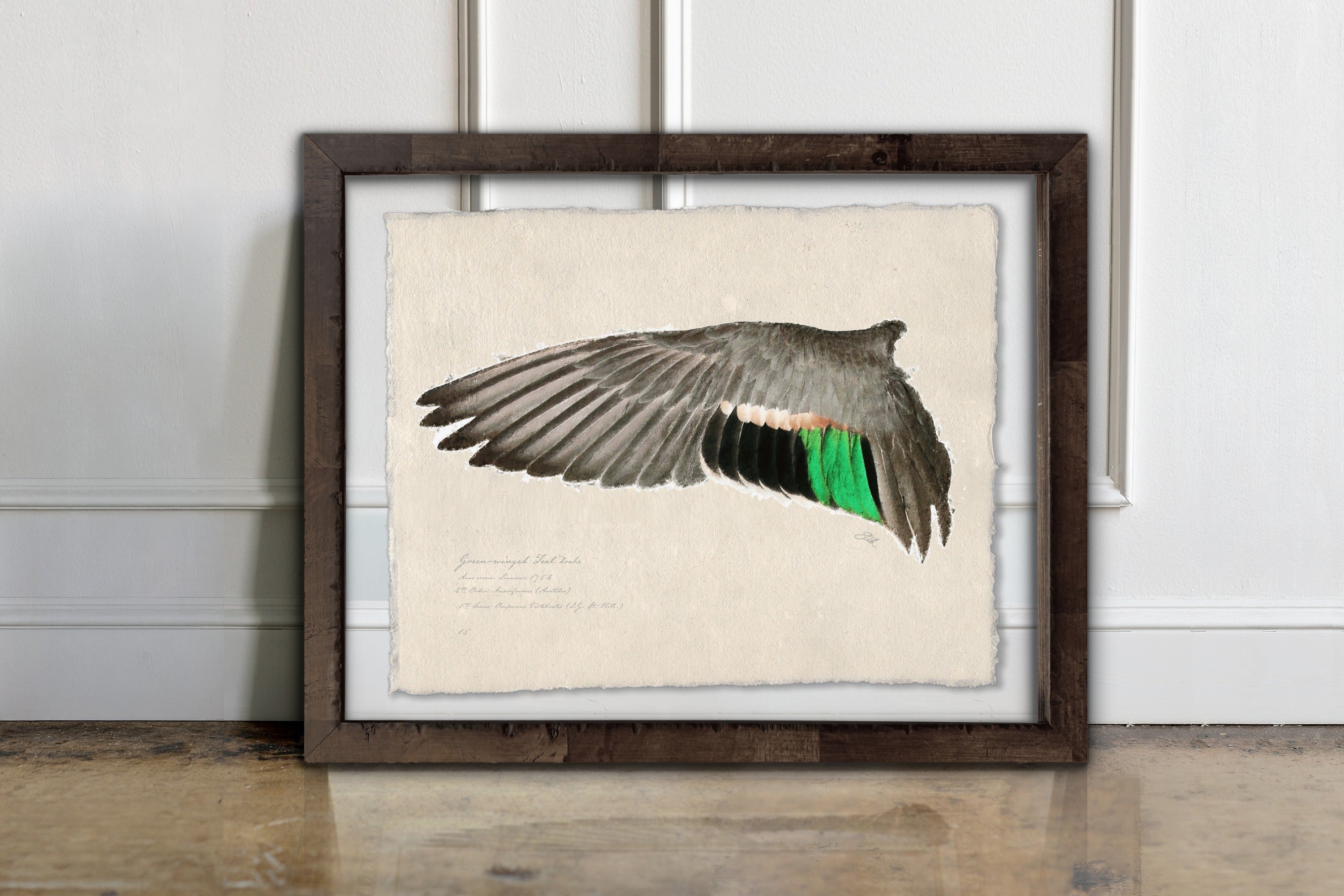 Duck Wings of the Mississippi Flyway - Green-Winged Teal Drake