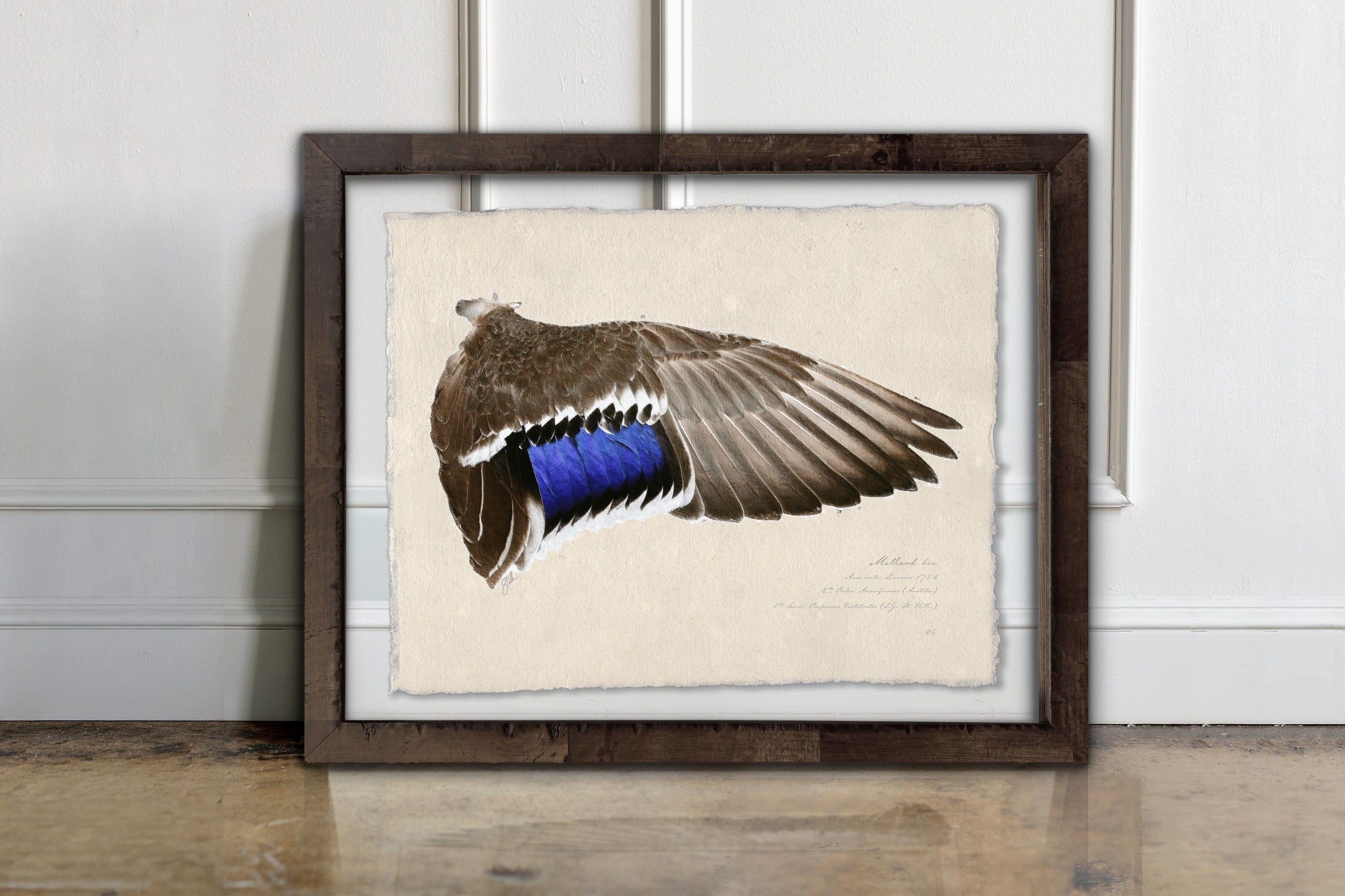Duck Wings of the Mississippi Flyway - Mallard Hen