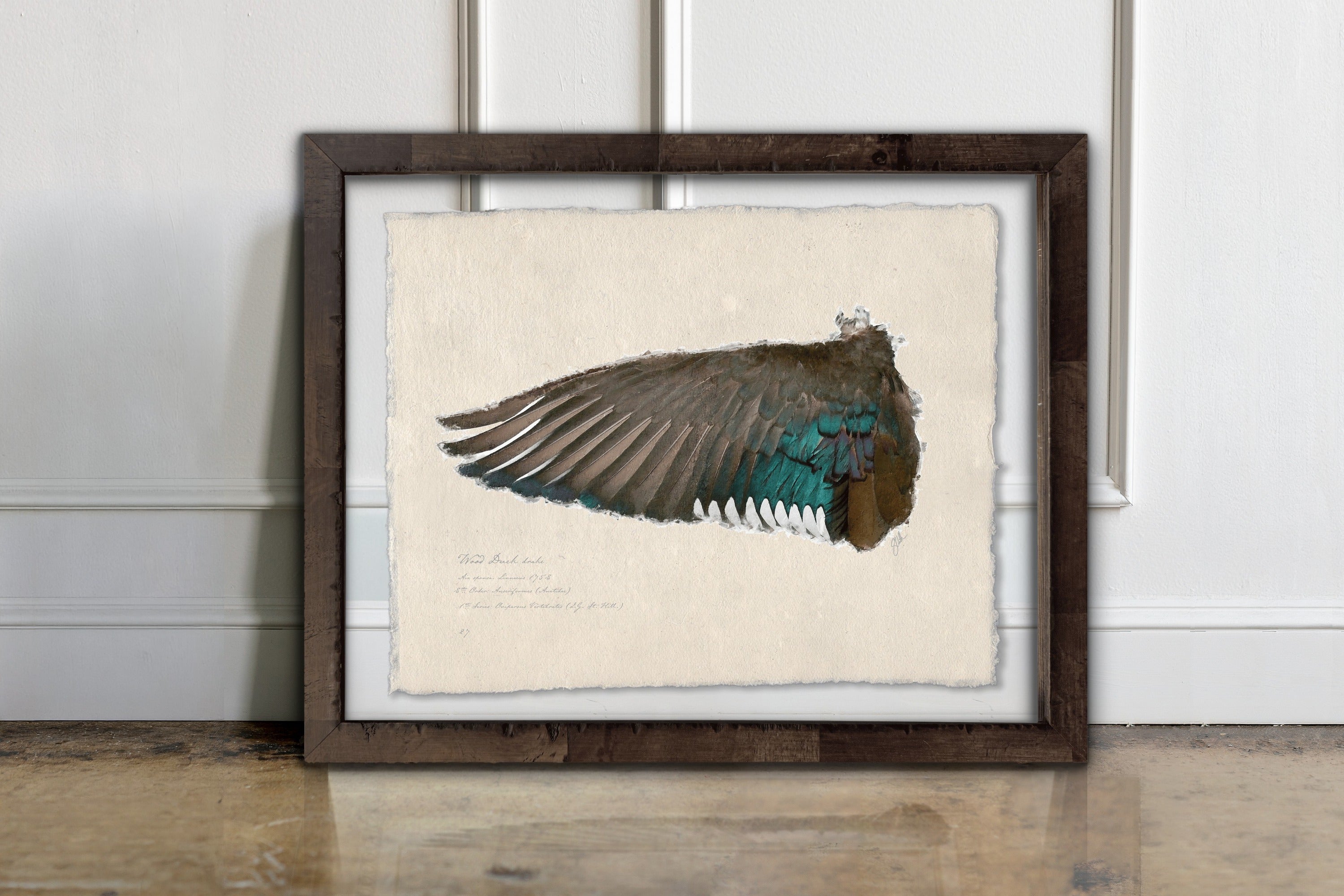 Duck Wings of the Mississippi Flyway - Wood Duck Drake