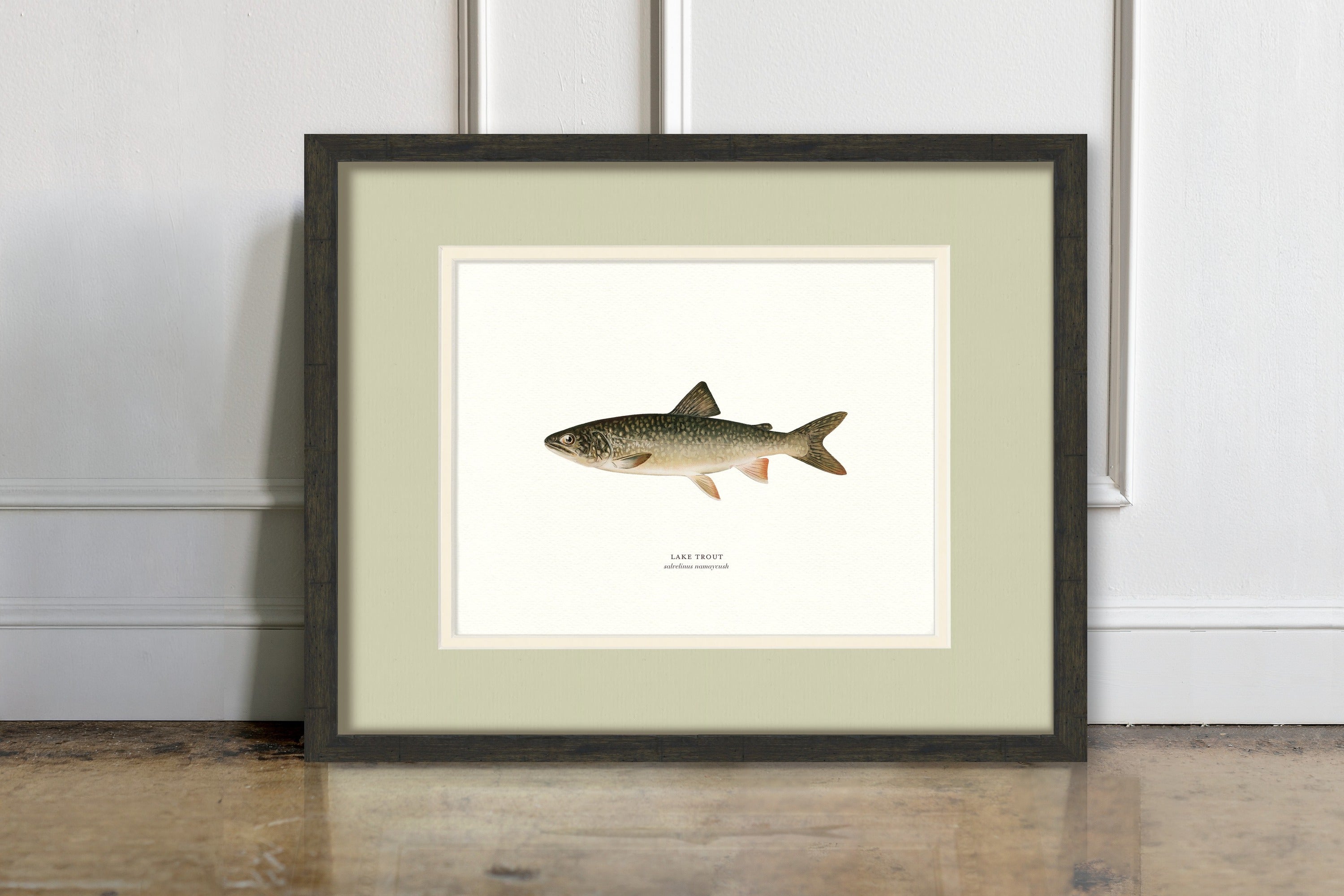 Freshwater Fish Illustrations - Lake Trout