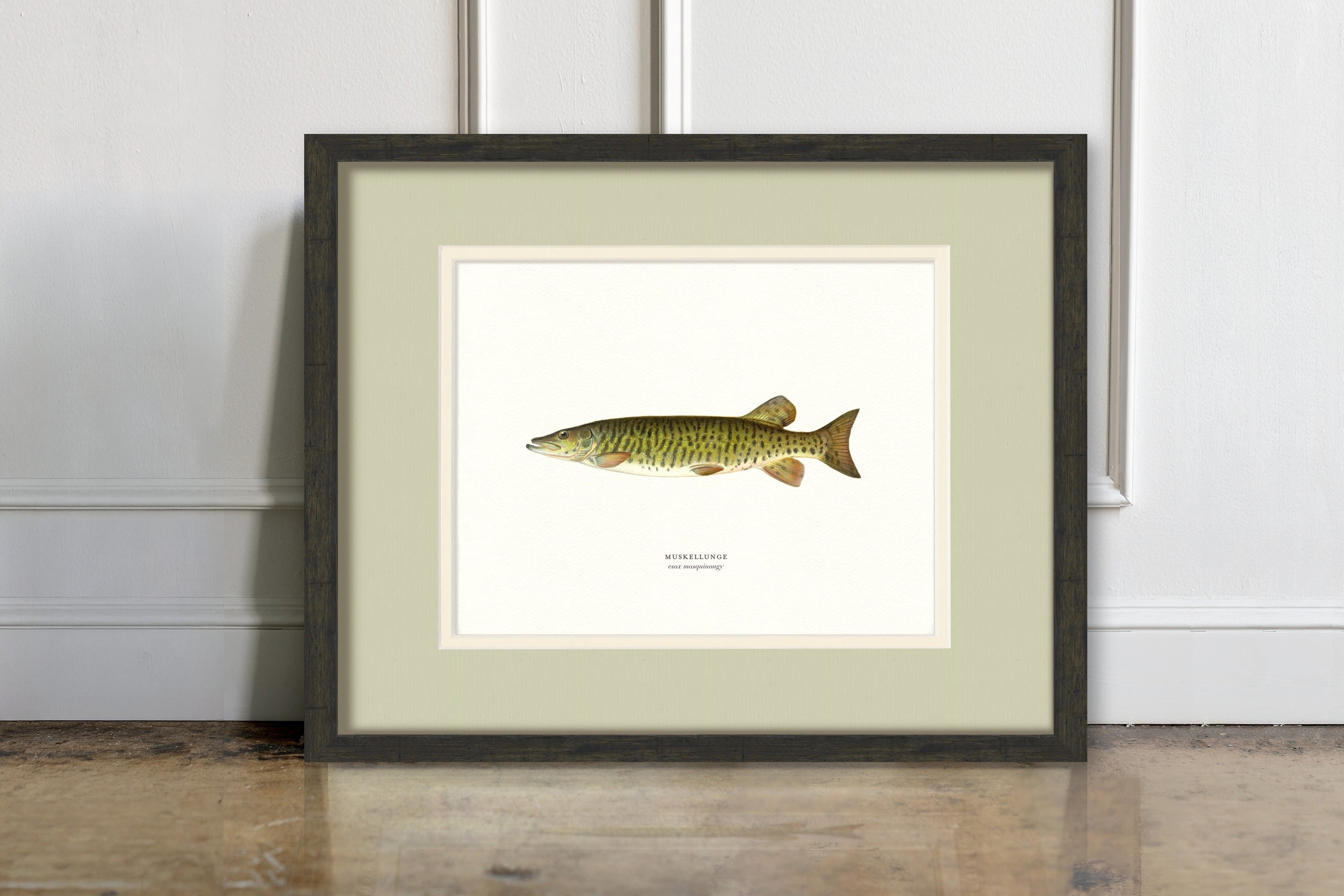 Freshwater Fish Illustrations - Muskellunge