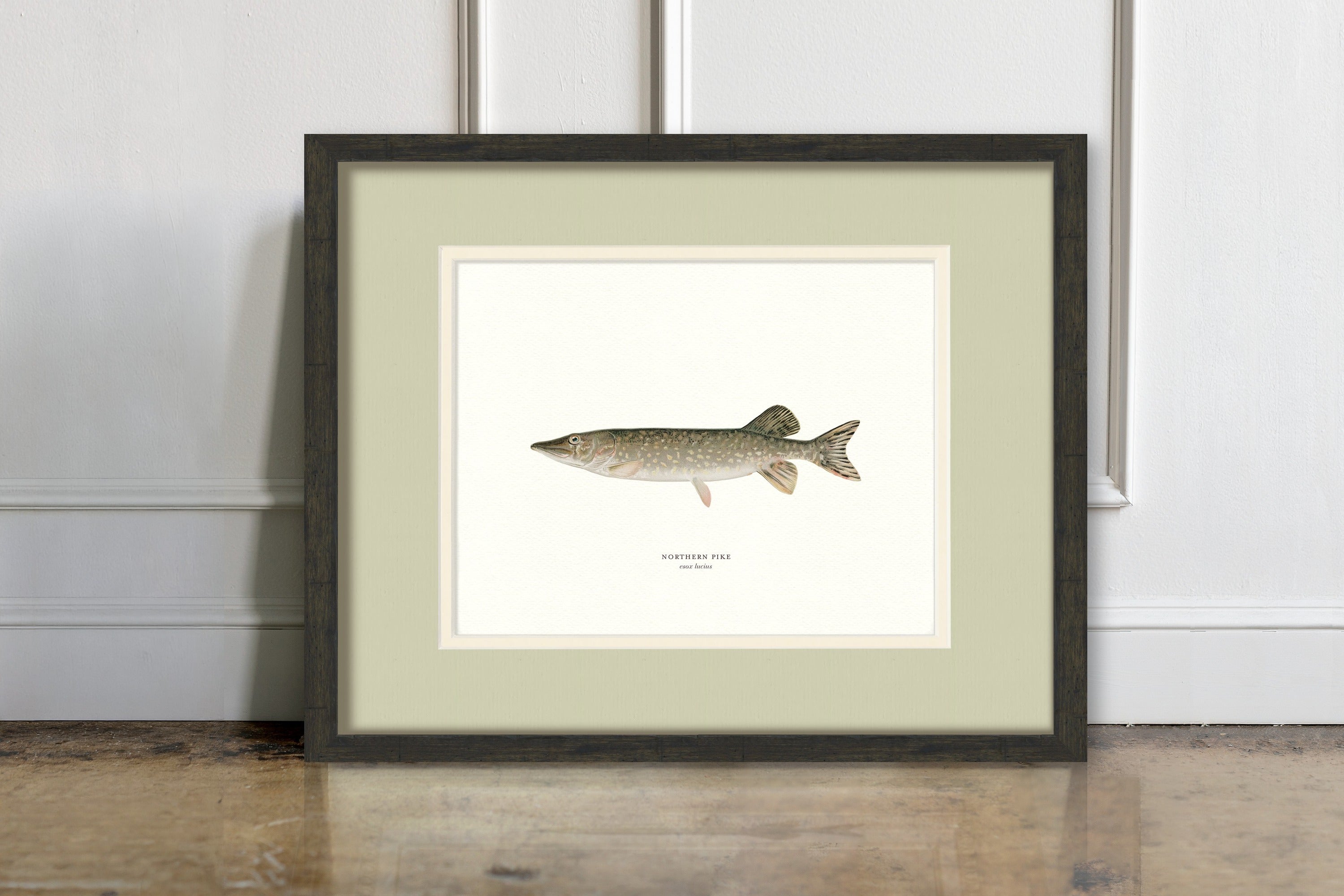 Freshwater Fish Illustrations - Northern Pike