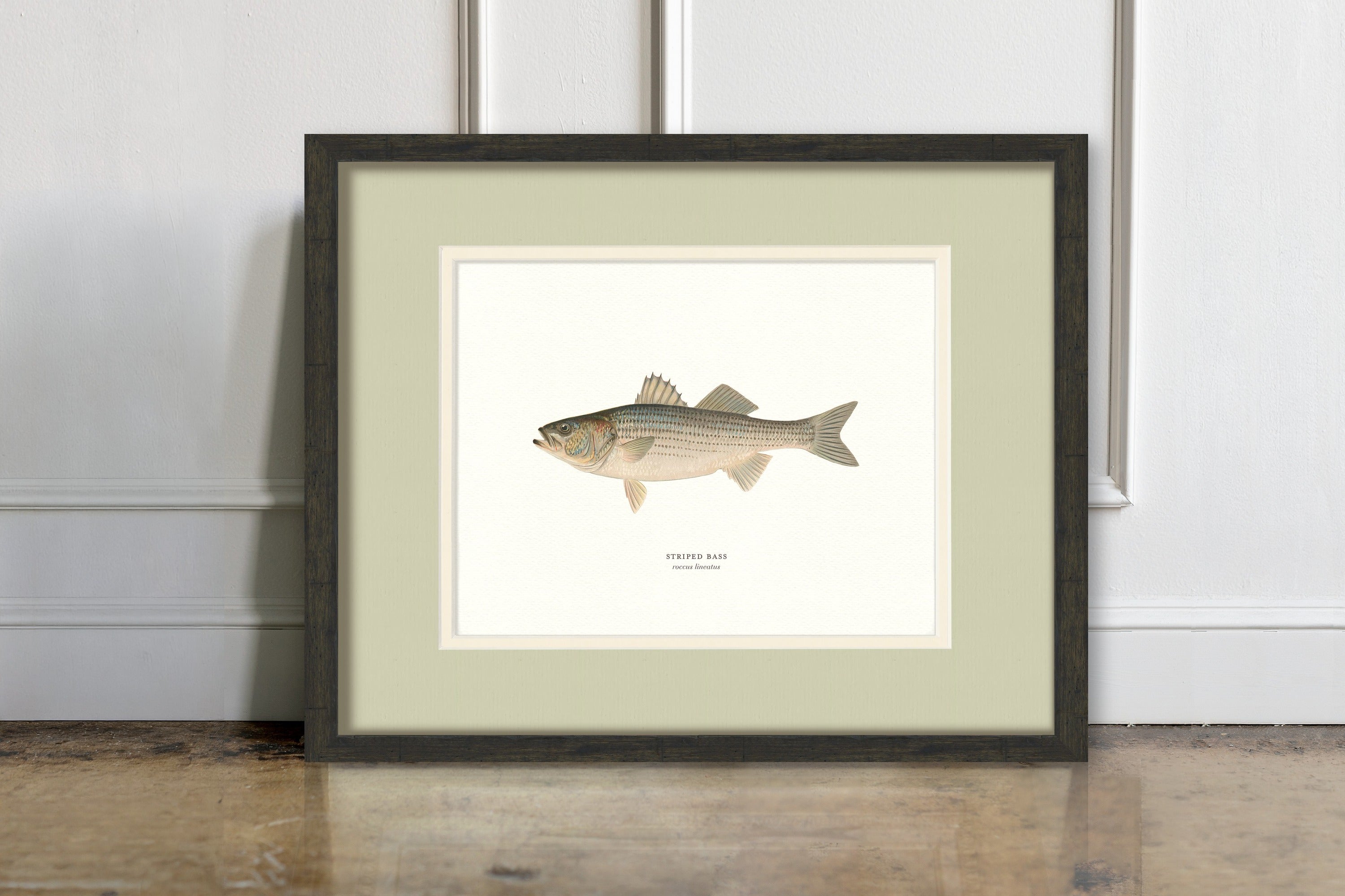 Freshwater Fish Illustrations - Striped Bass