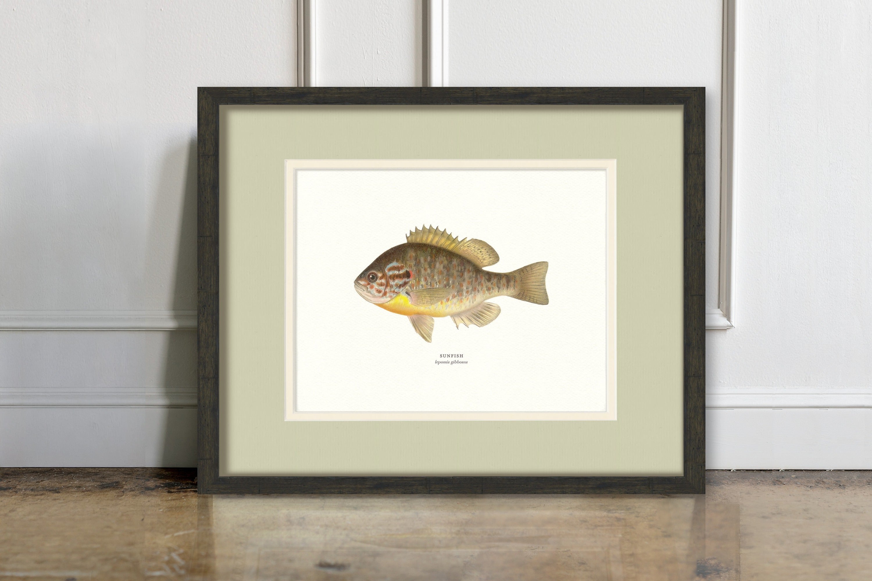 Freshwater Fish Illustrations - Sunfish