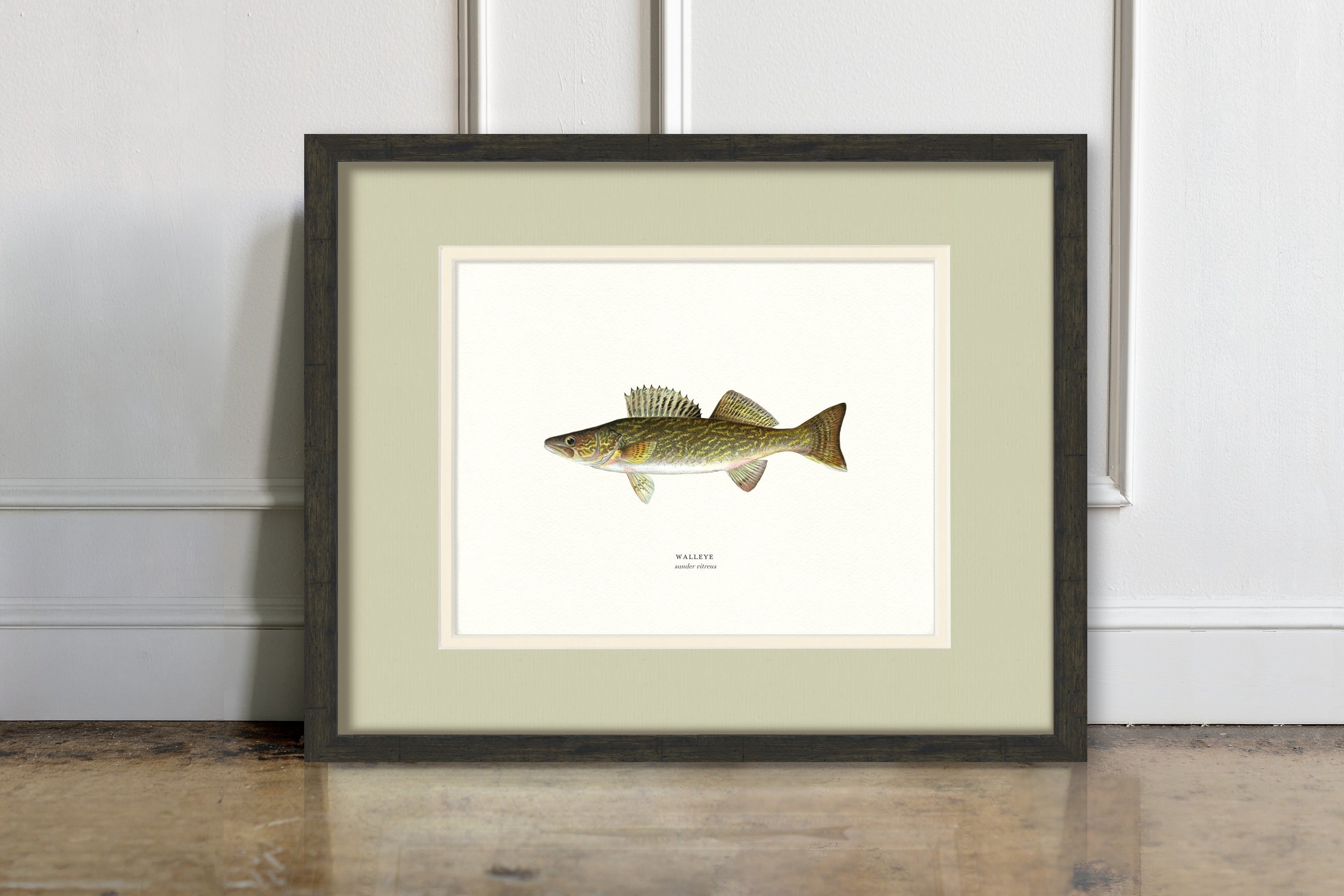 Freshwater Fish Illustrations - Walleye