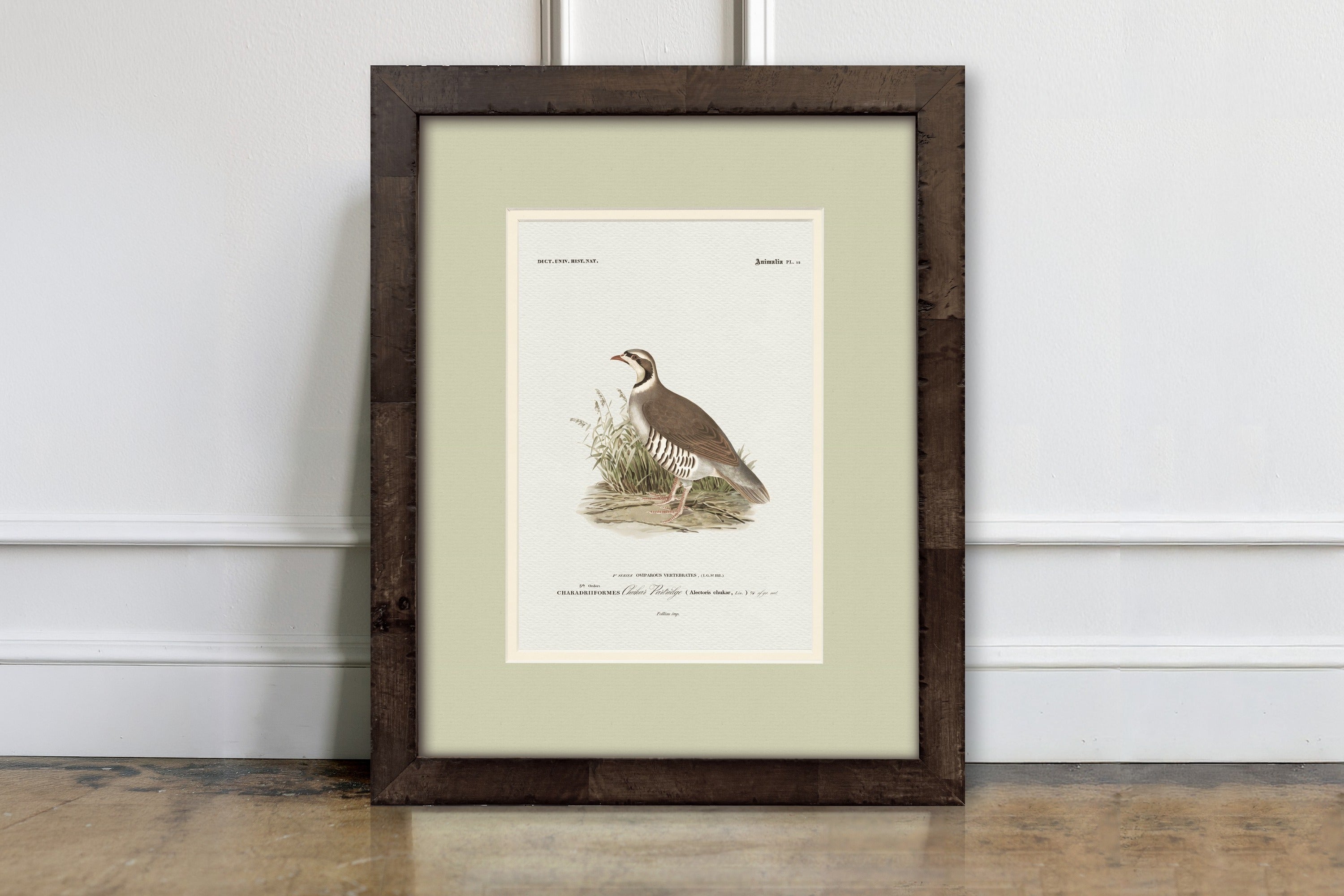 Chukar Partridge