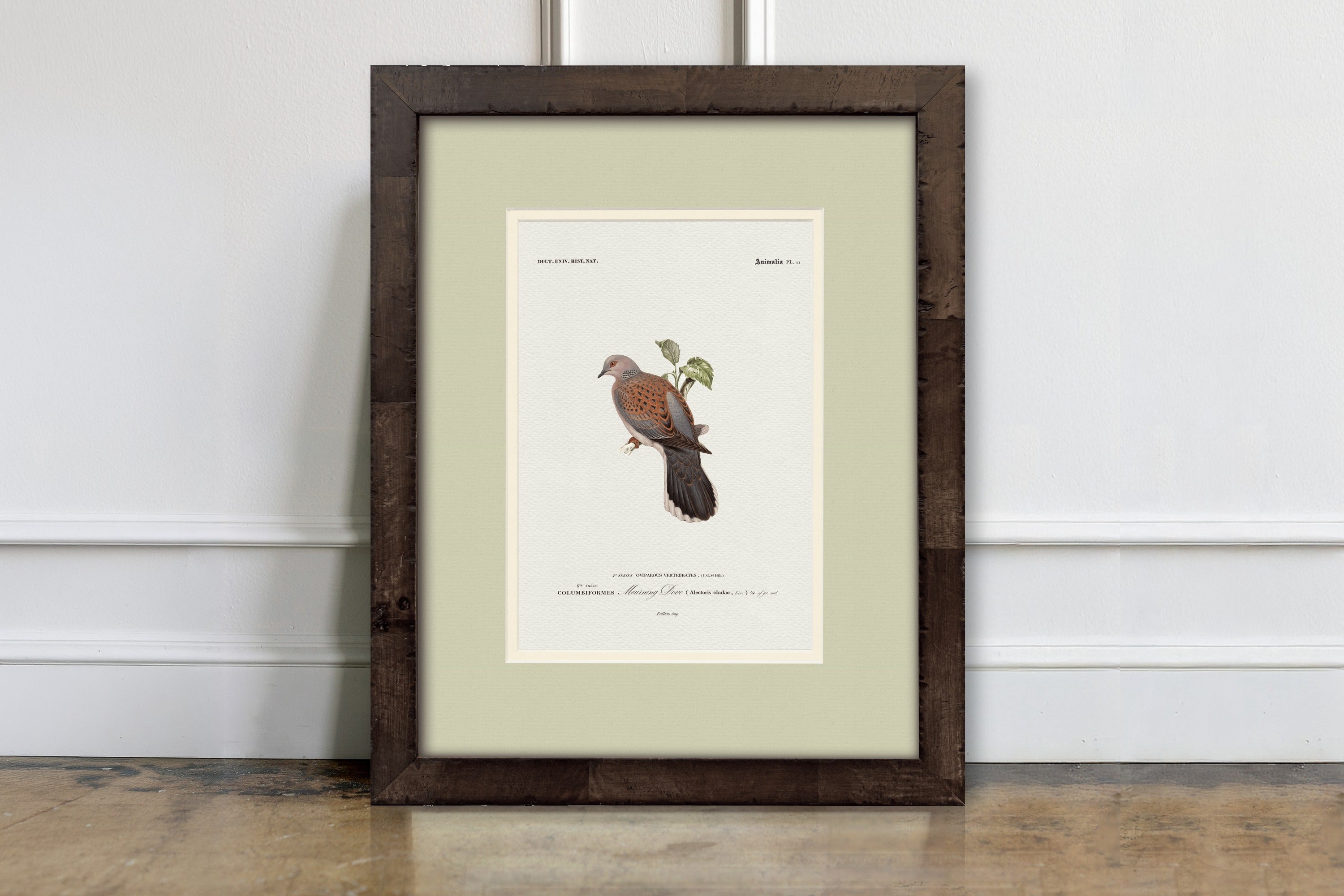 Mourning Dove