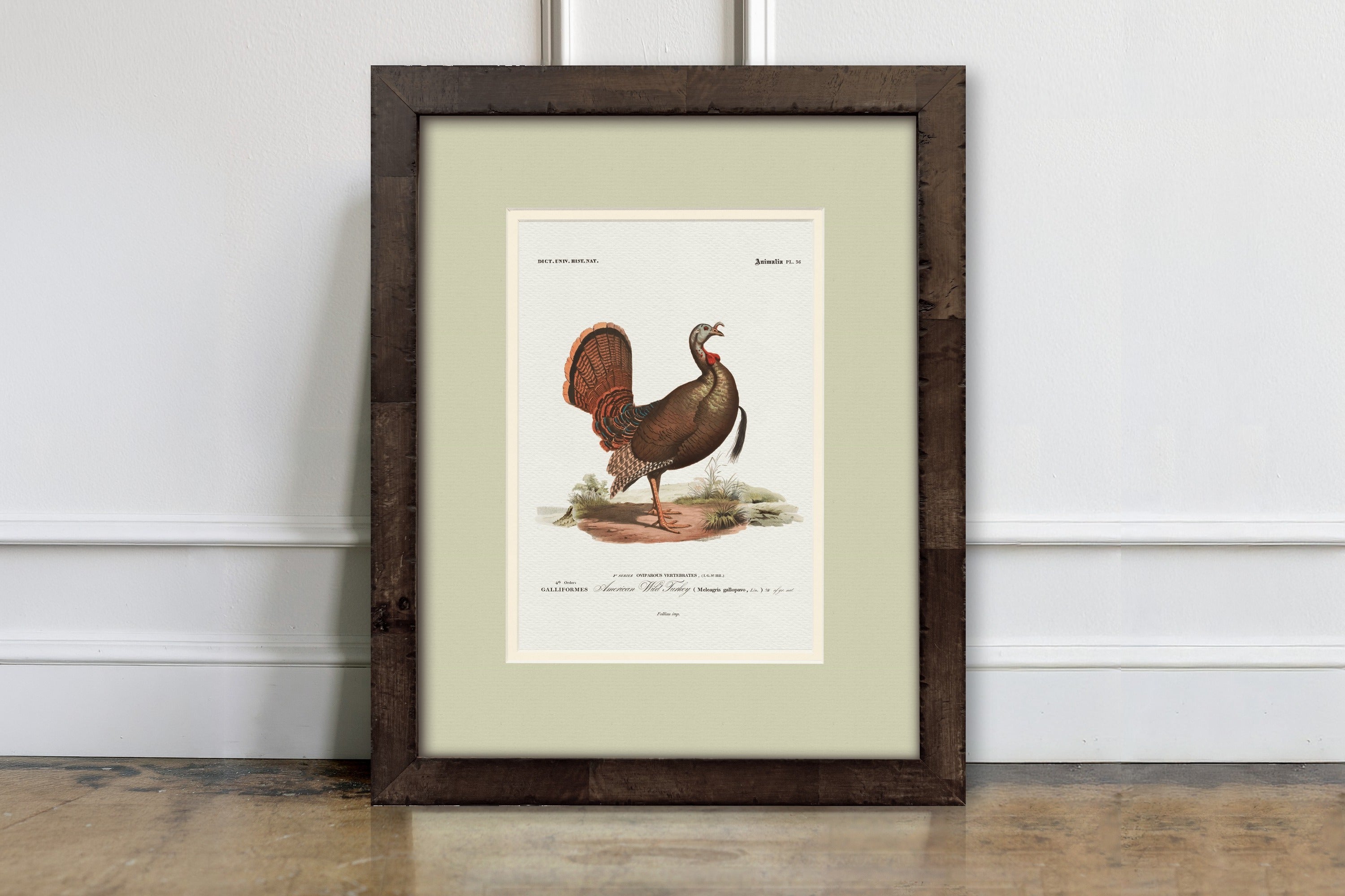 American Wild Turkey