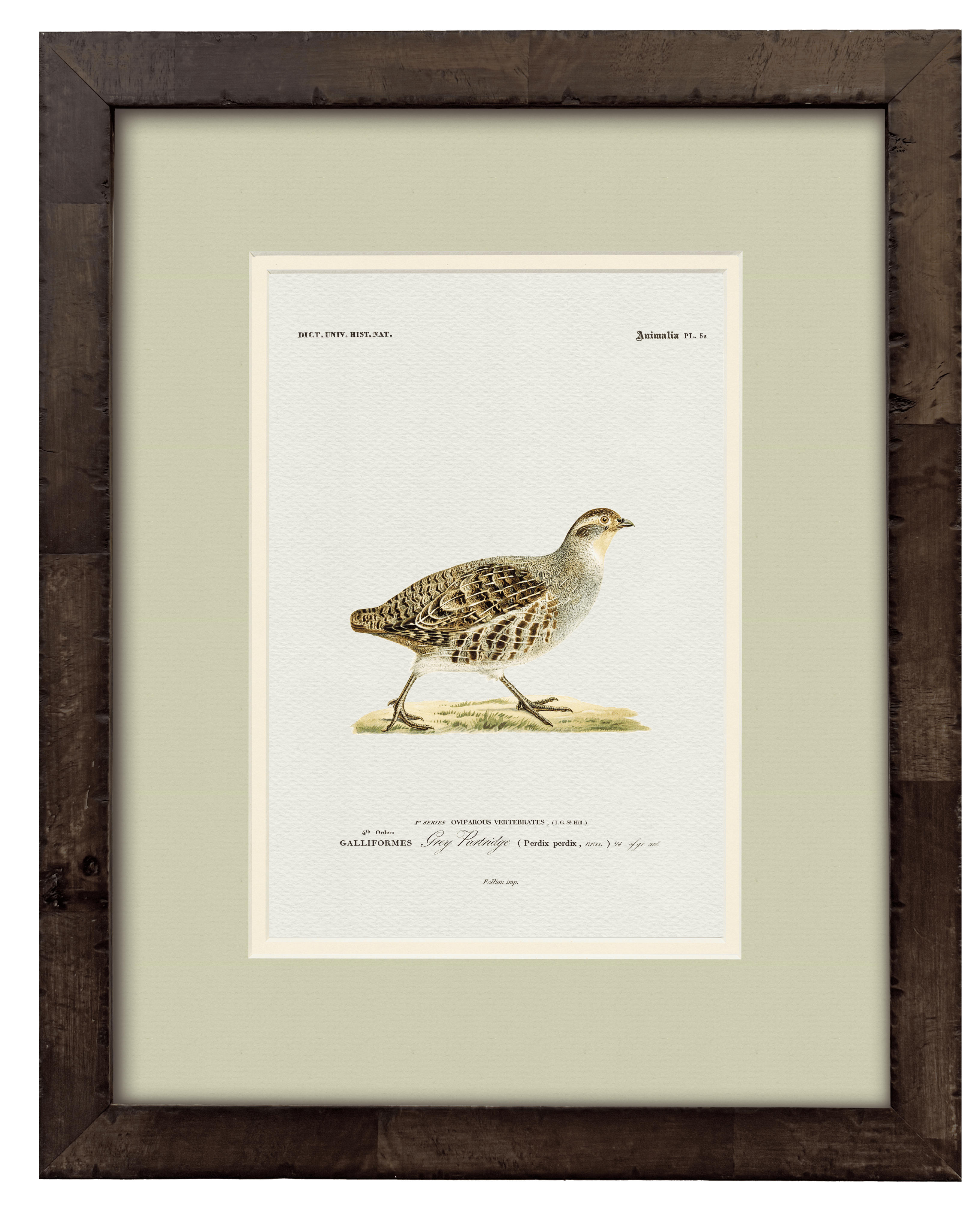 Grey Partridge — 19th-century game bird vintage engraving illustration art print