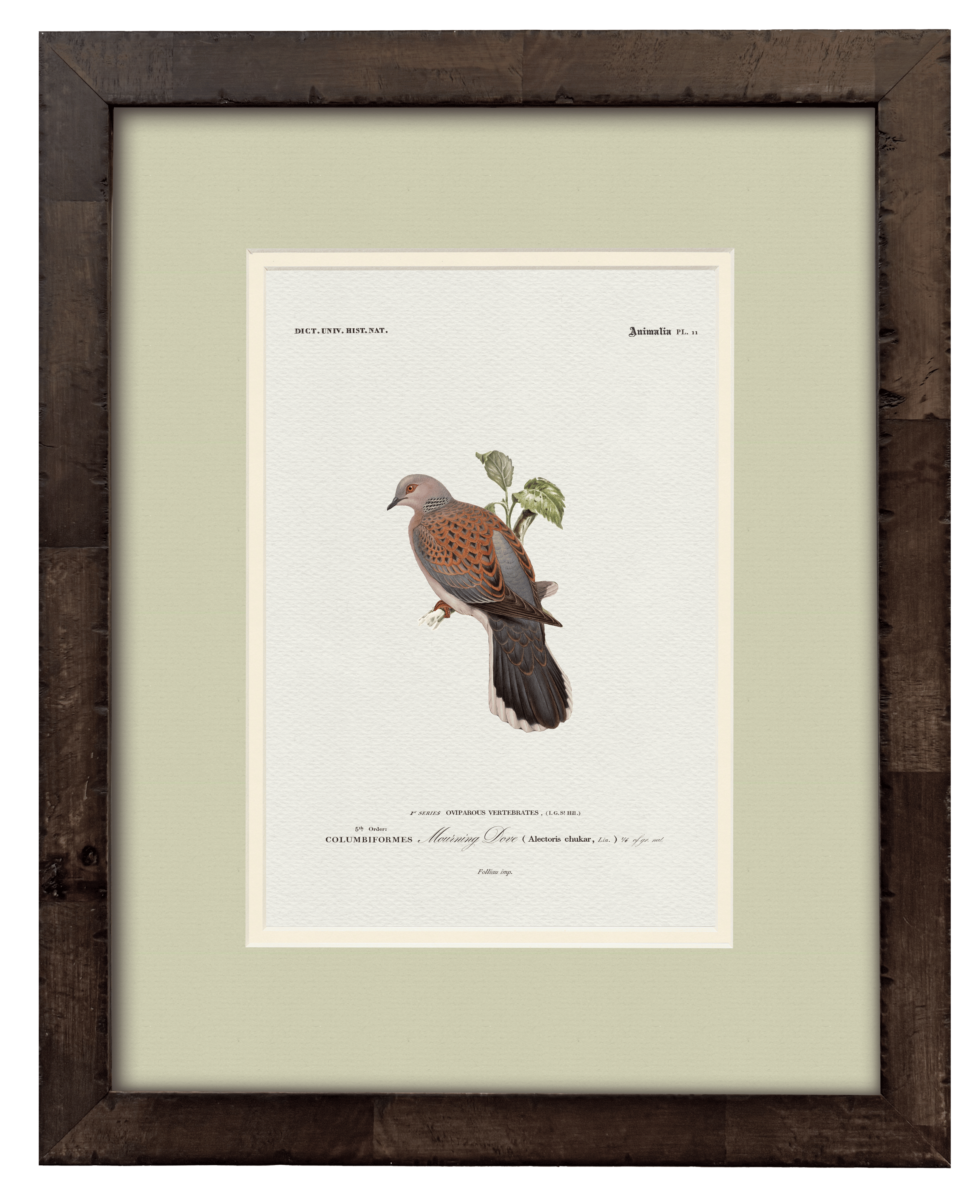Mourning Dove — 19th-century North American game bird vintage engraving illustration art print