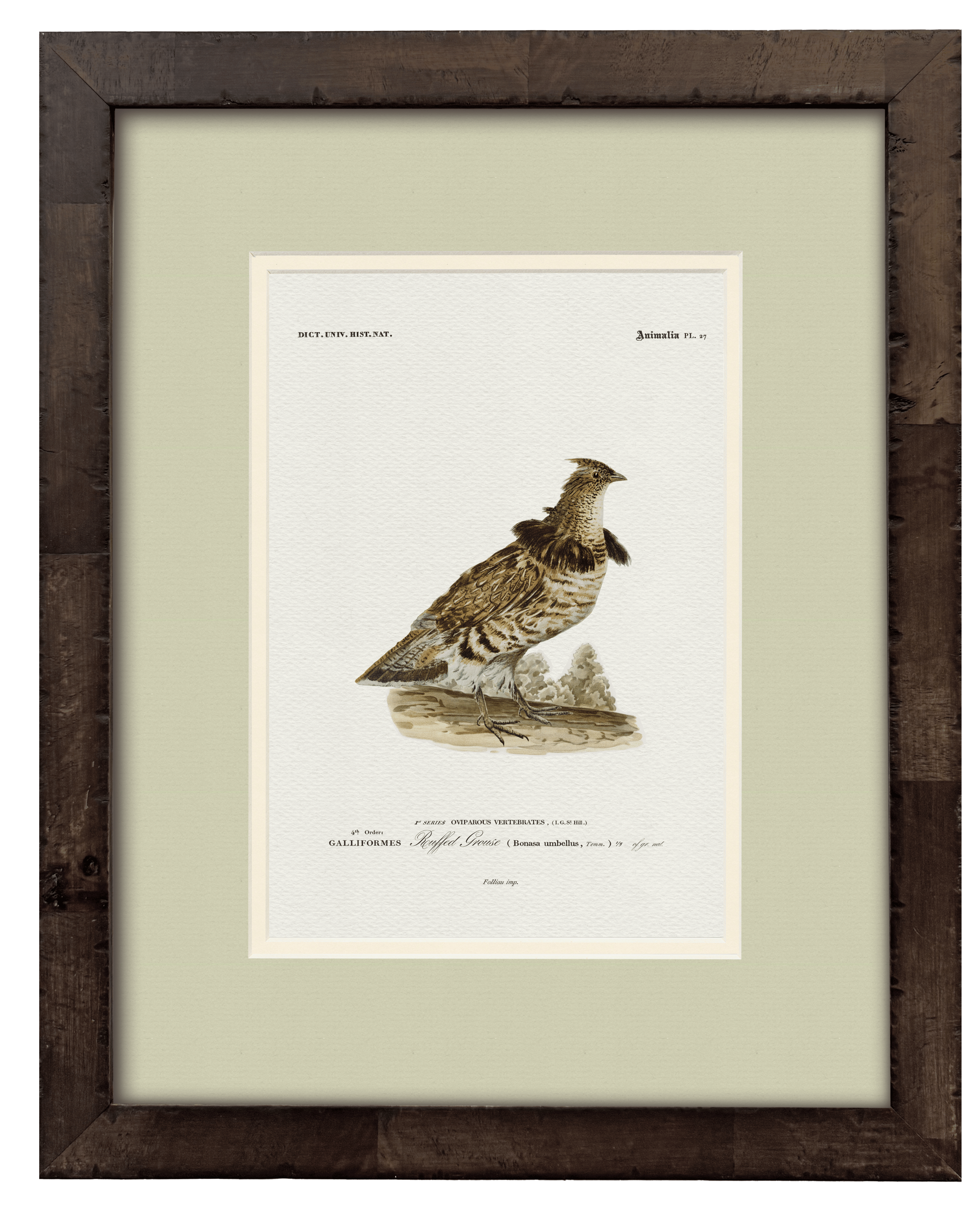 Ruffed Grouse — 19th-century North American game bird vintage engraving illustration art print