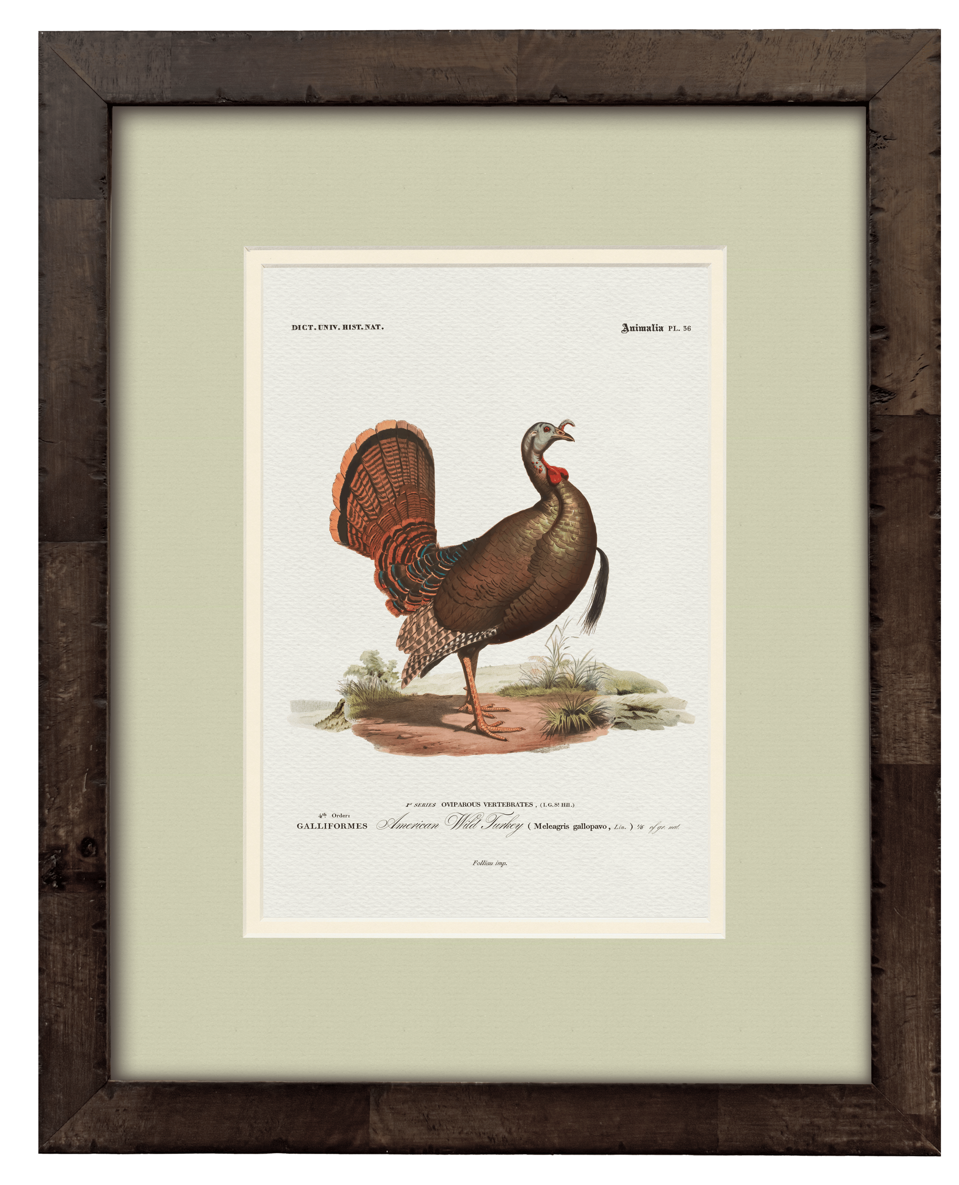 American Wild Turkey — 19th-century North American game bird vintage engraving illustration art print