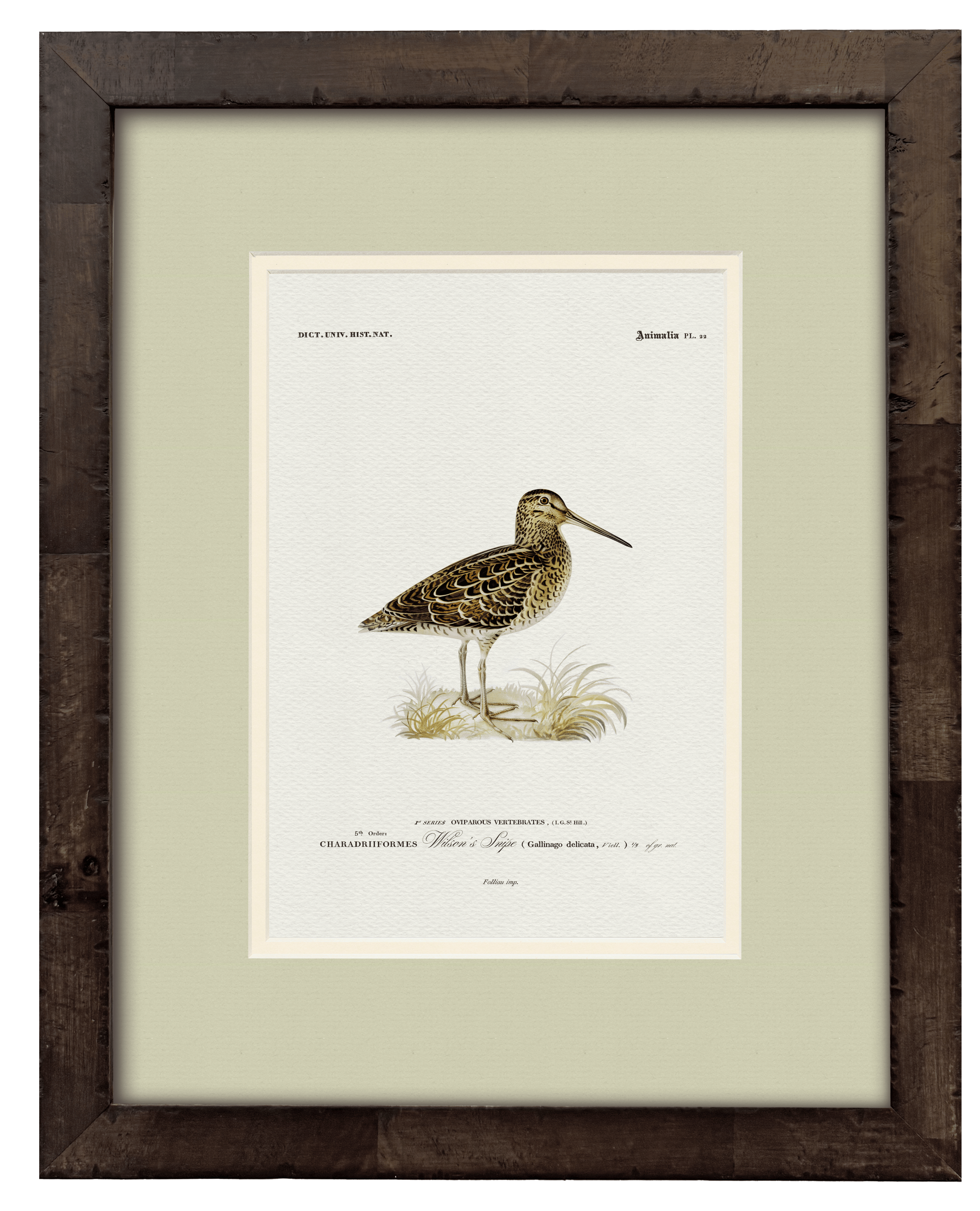 Wilson's Snipe — 19th-century North American game bird vintage engraving illustration art print