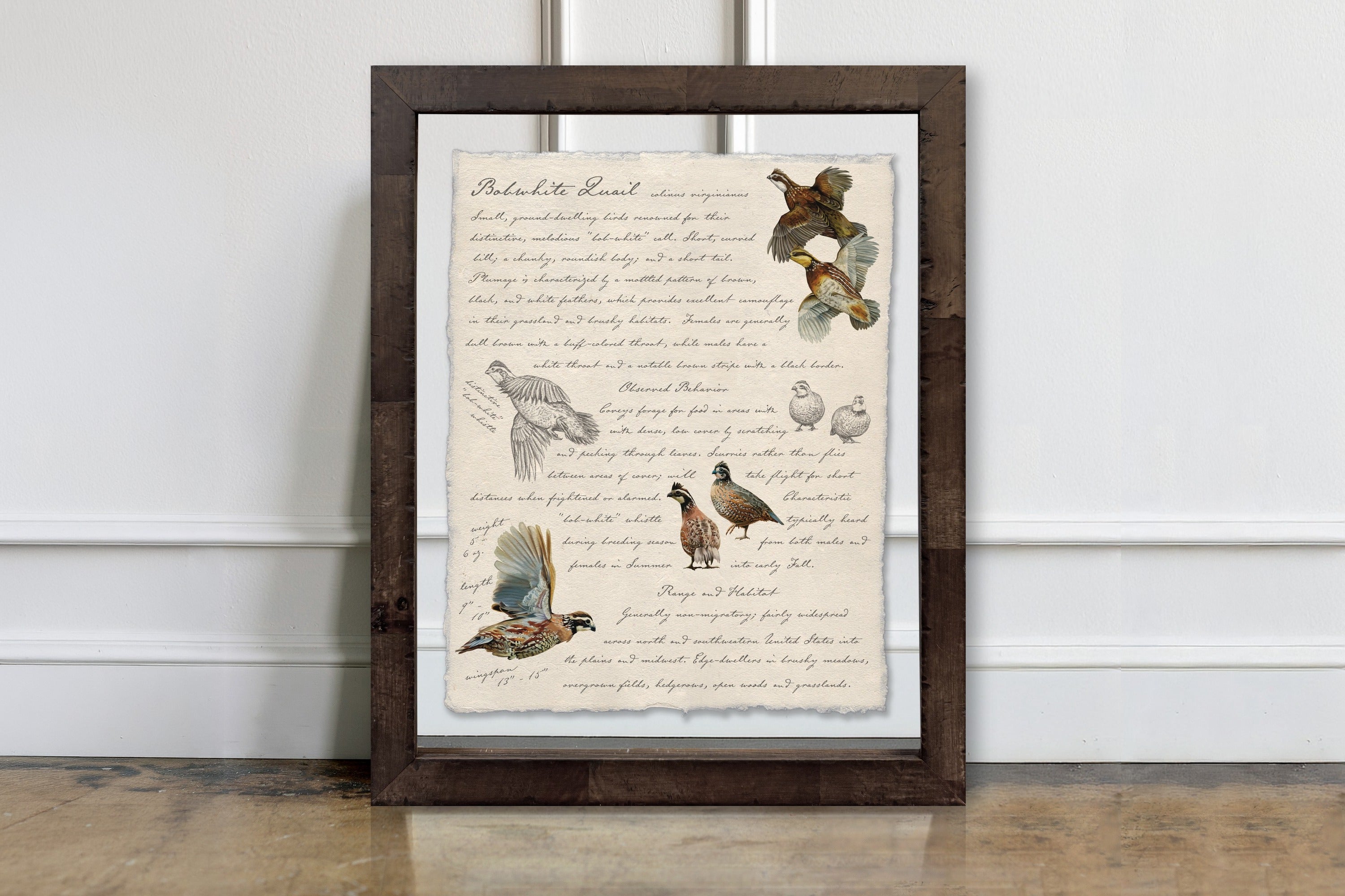 Hunting Field Guides - Bobwhite Quail