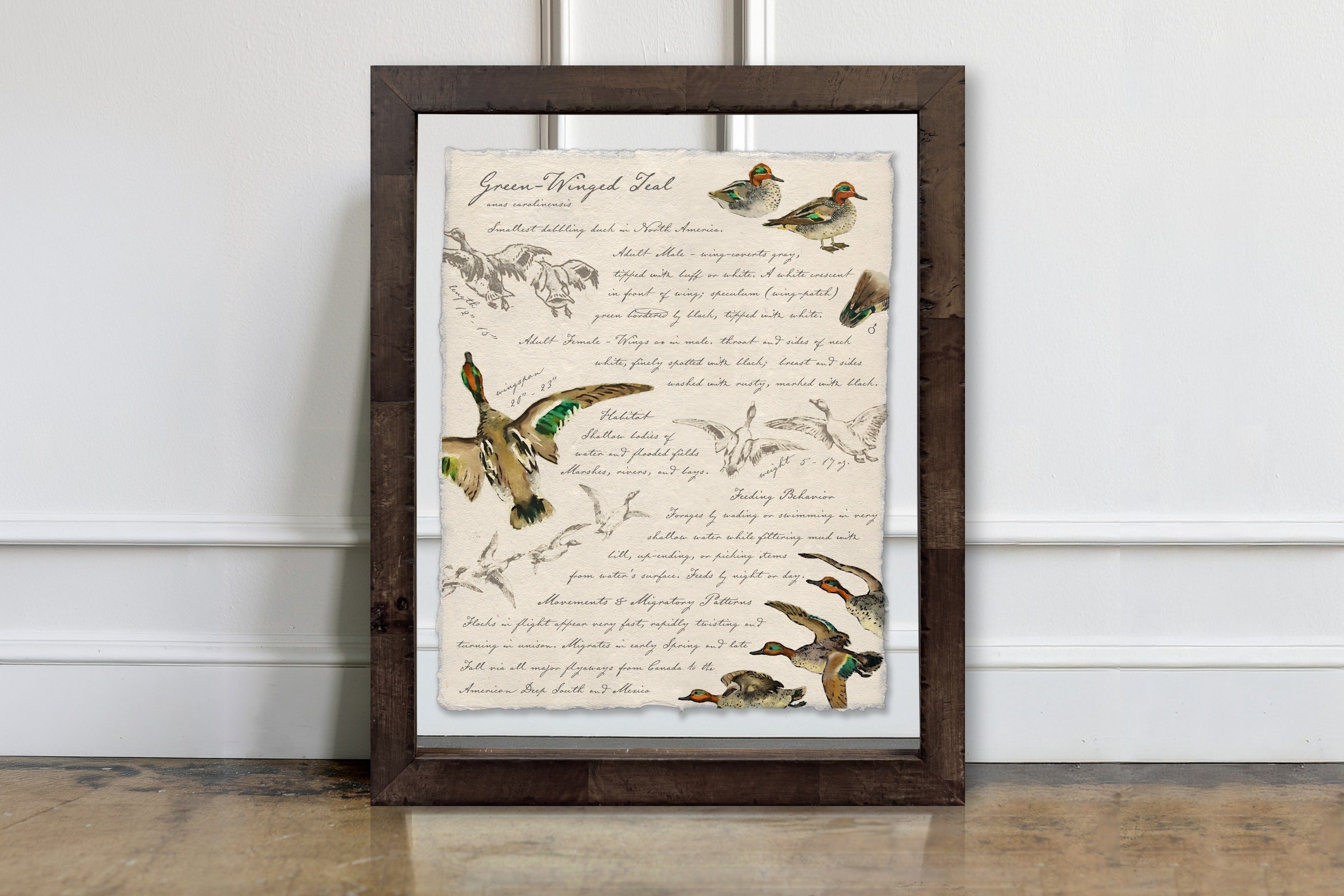 Hunting Field Guides - Green-Winged Teal