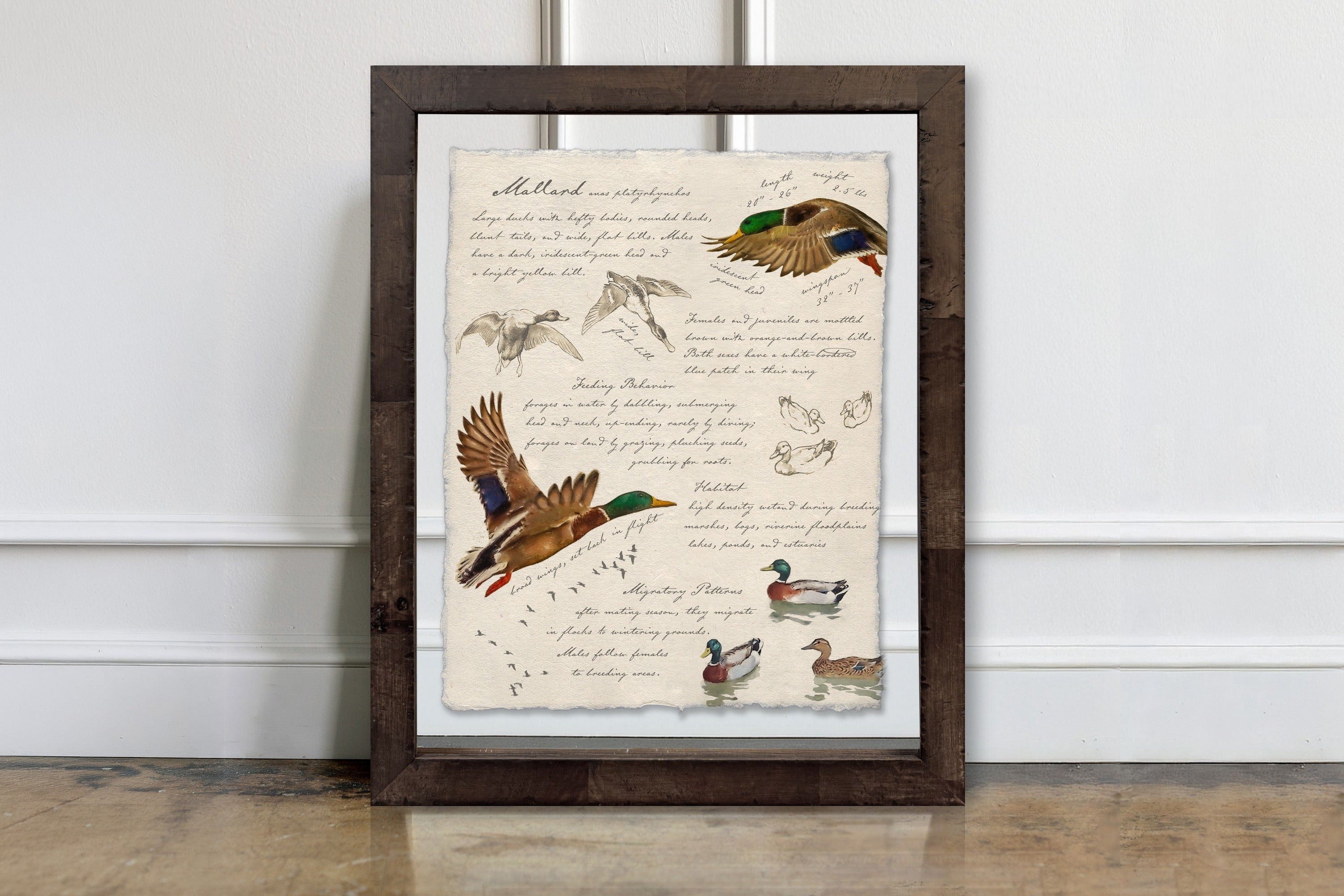 Hunting Field Guides - Mallard