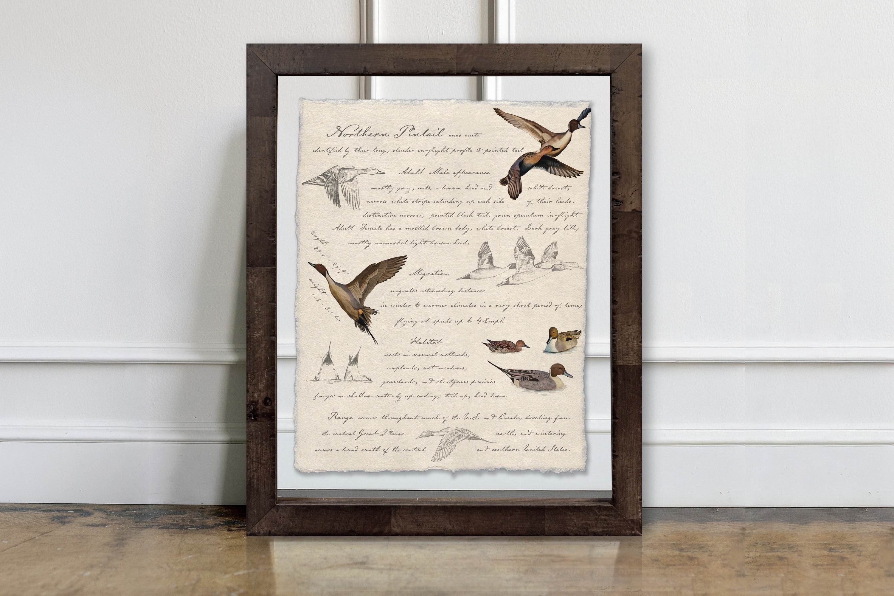 Hunting Field Guides - Northern Pintail