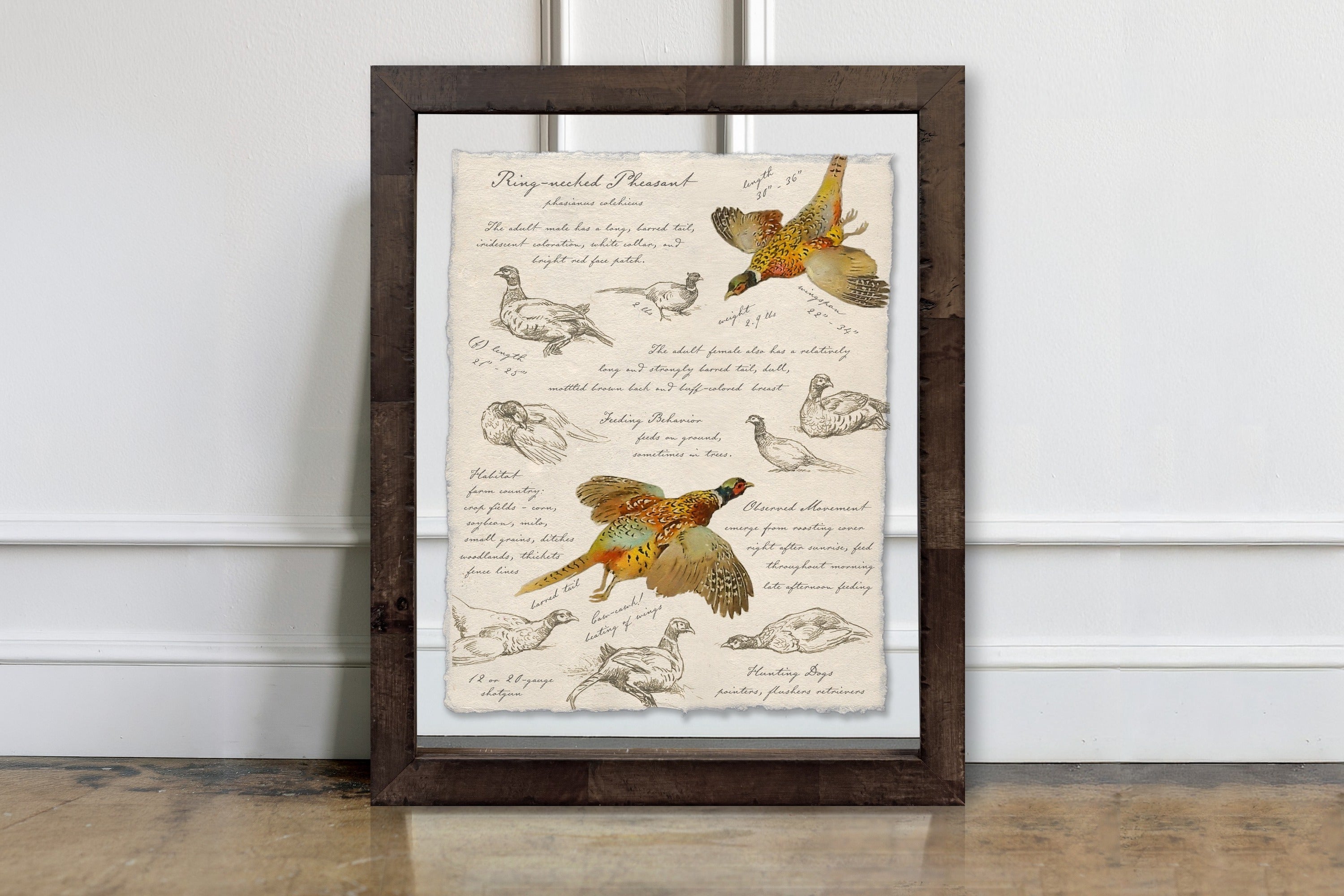 Hunting Field Guides - Ring-Necked Pheasant