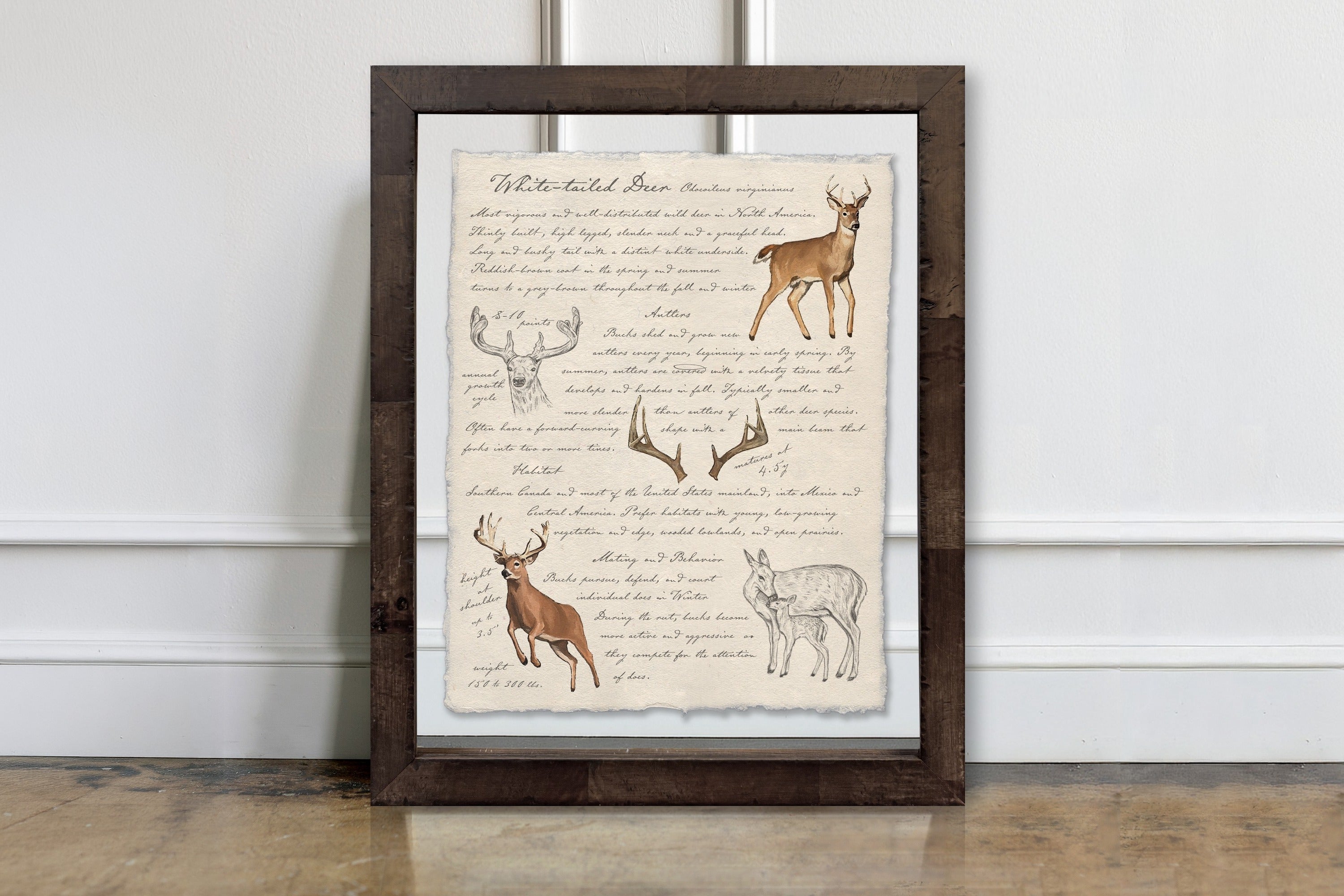 Hunting Field Guides - White-Tailed Deer