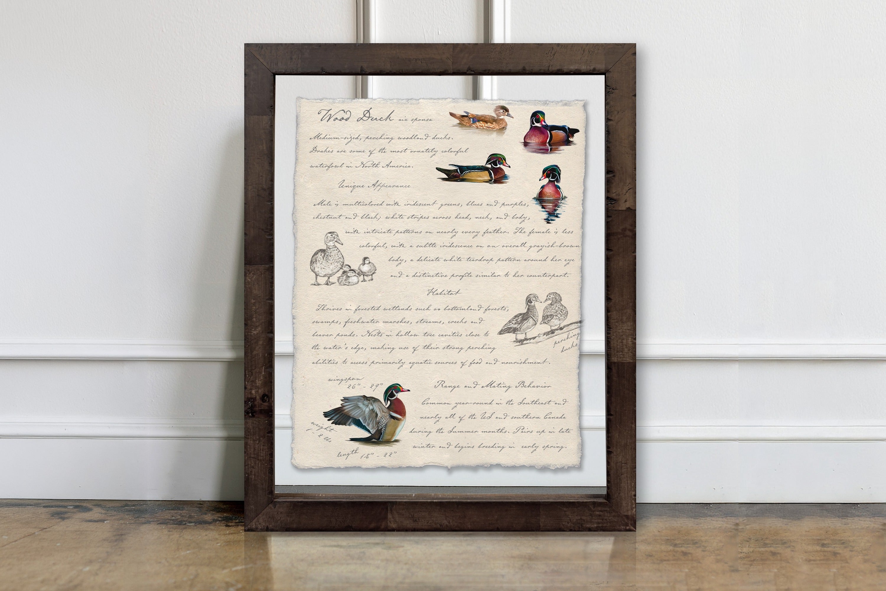 Hunting Field Guides - Wood Duck