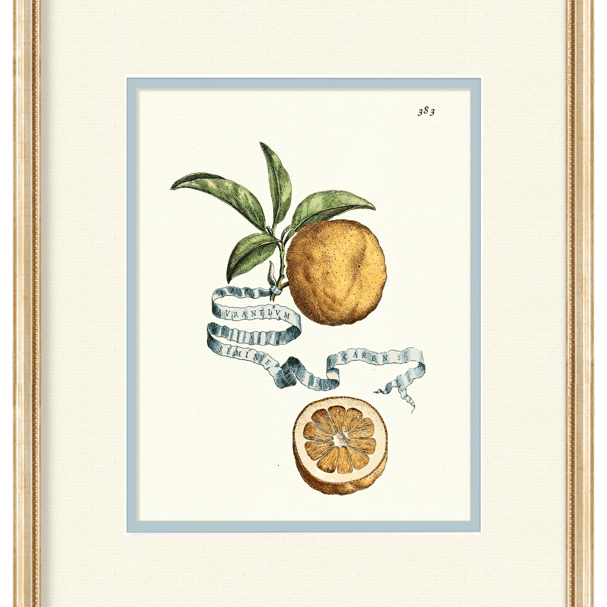 Citrus Botanical Watercolor Illustrations - Shop Affordable Fine Art