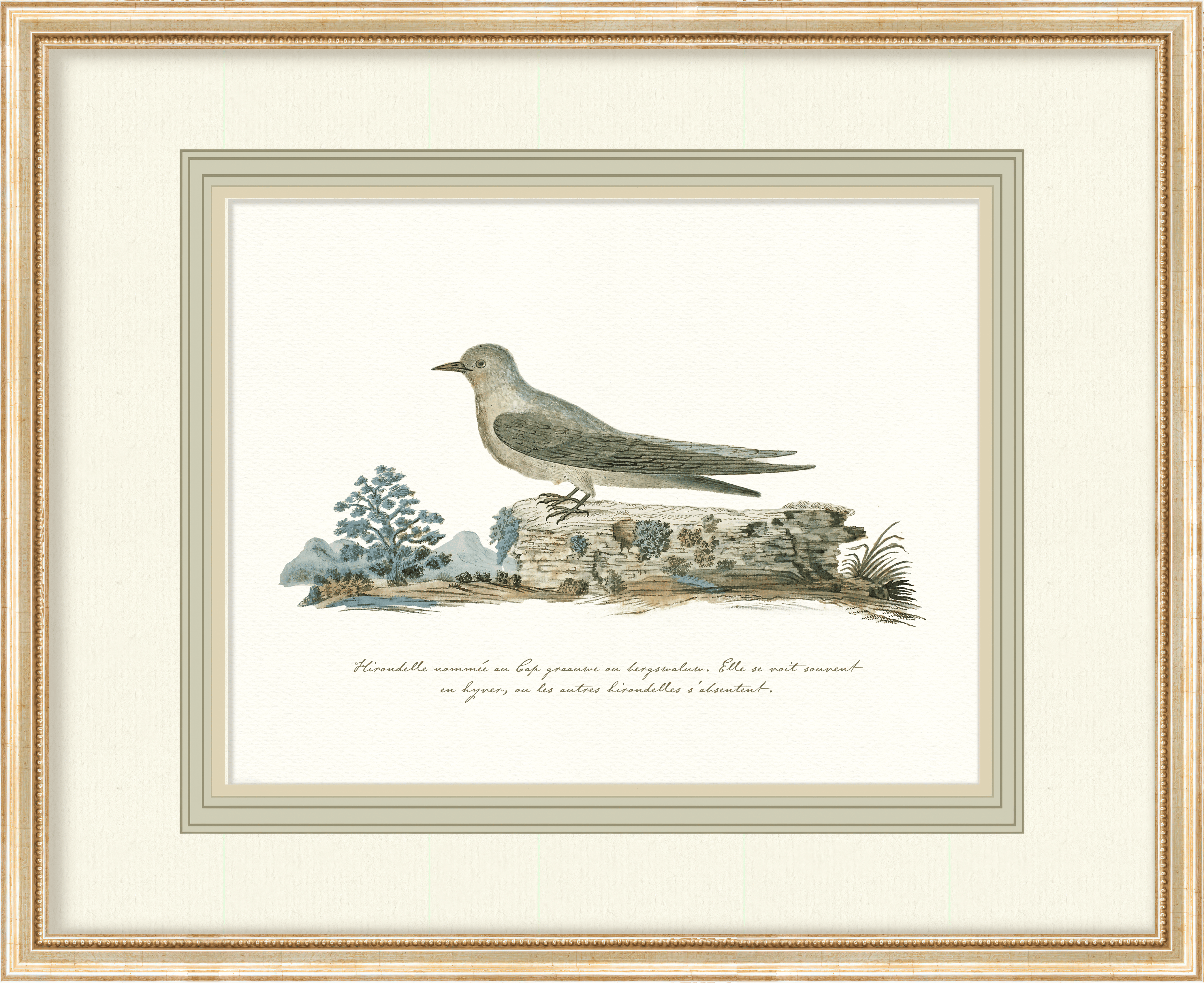 Birds + Botanicals - Curated Set of 4 Birds