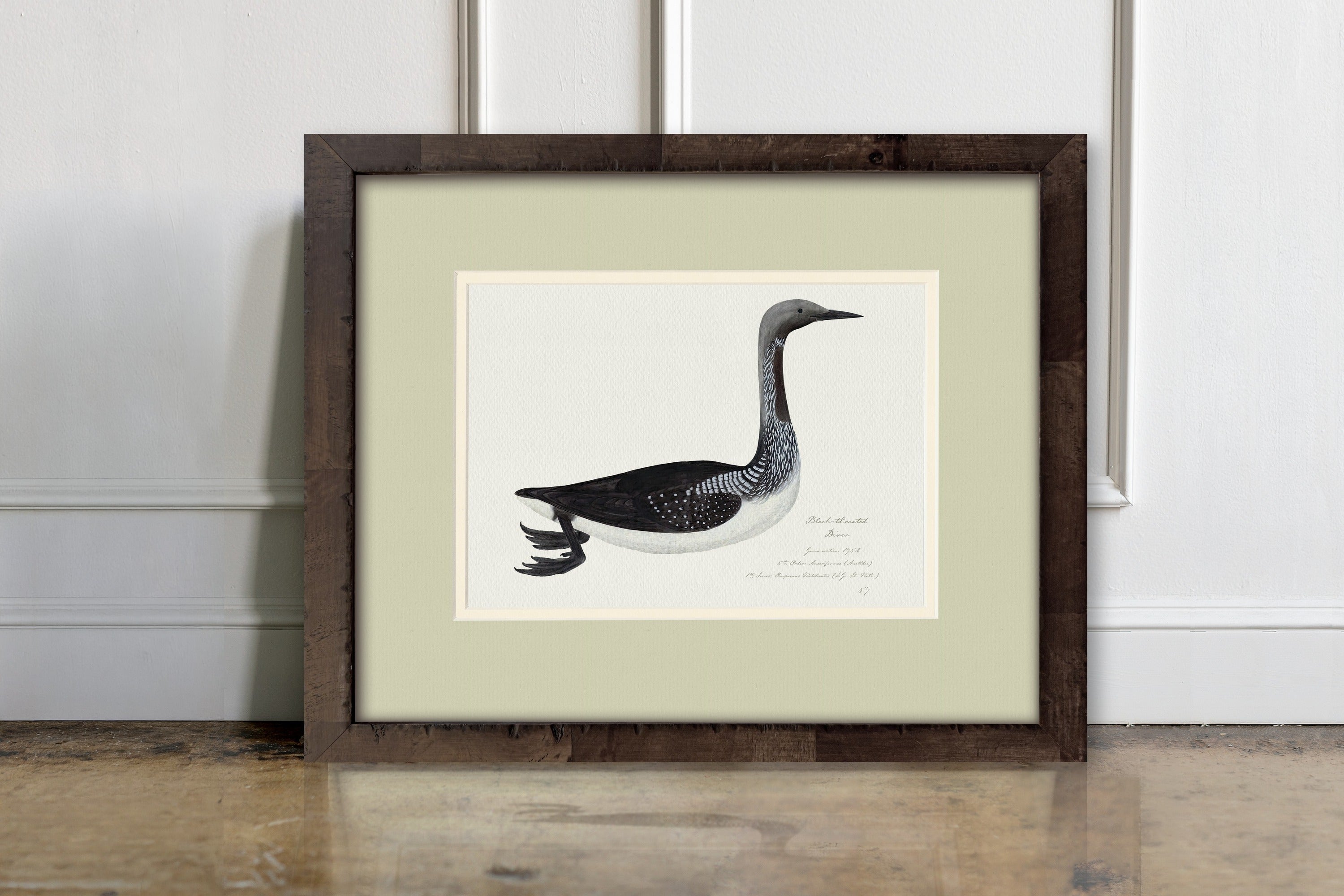 Vintage Watercolor Duck Illustrations - Black-Throated Diver