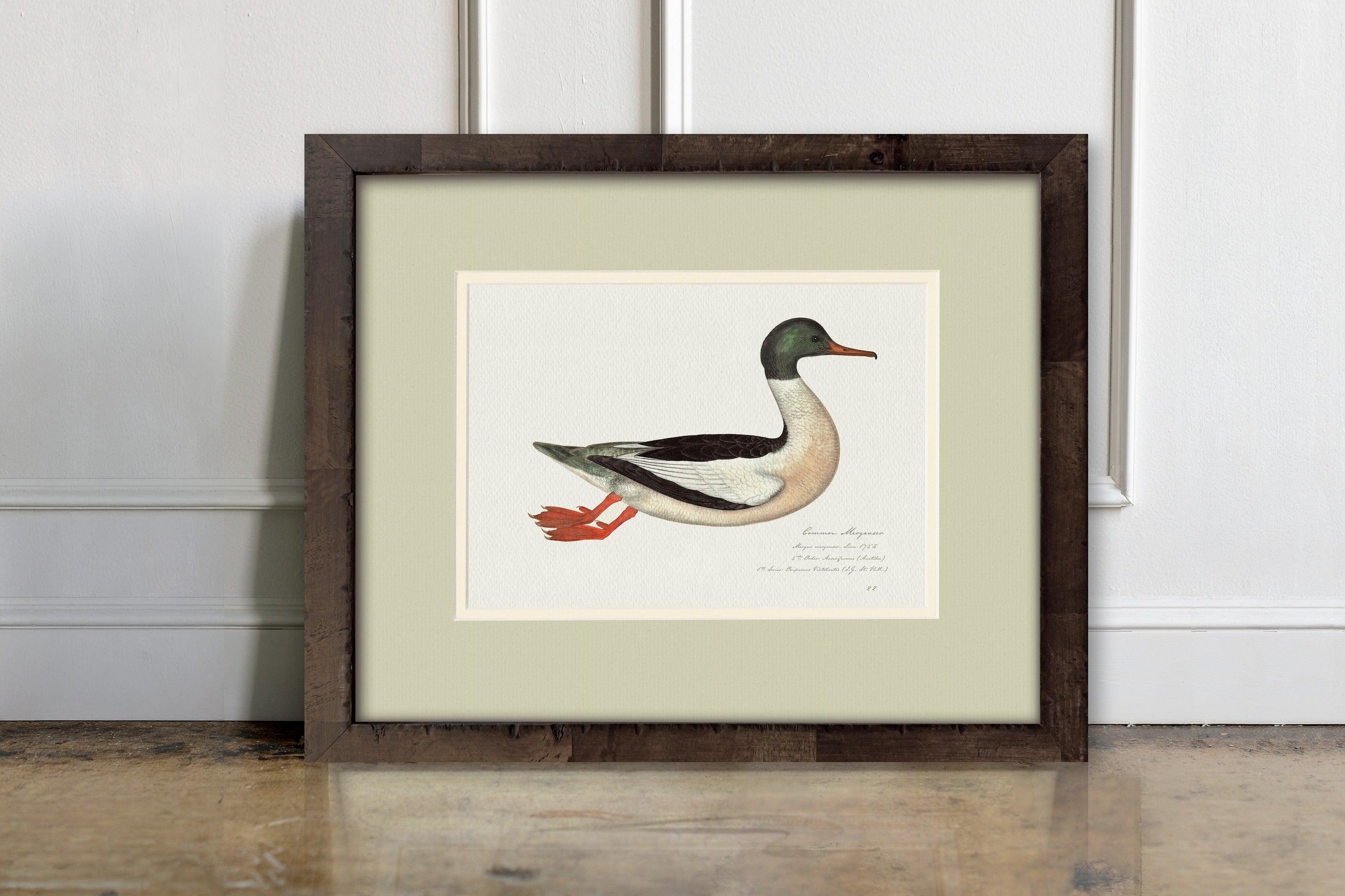 Vintage Watercolor Duck Illustrations - Common Merganser