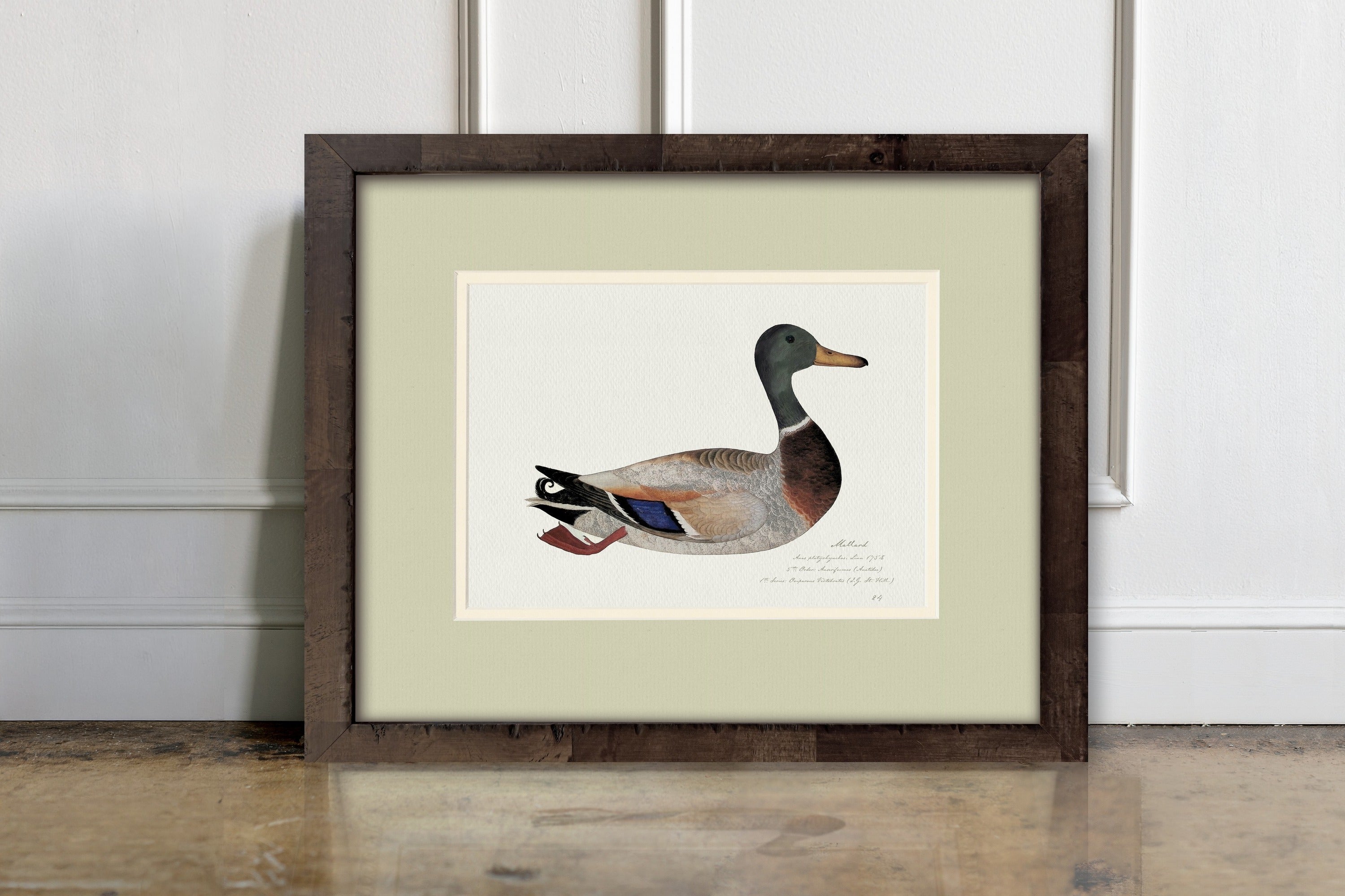 Vintage Watercolor Duck Illustrations - Mallard