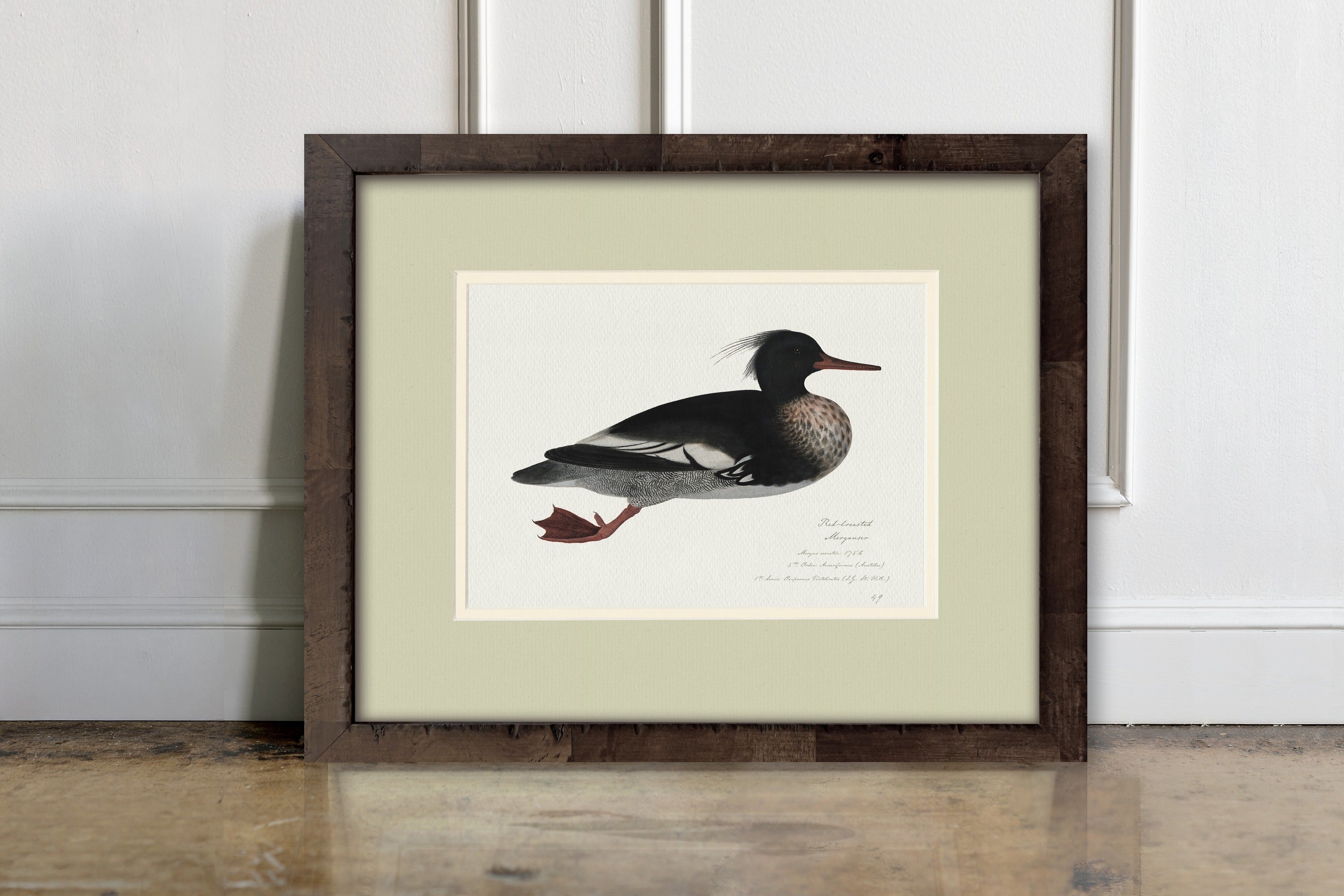 Vintage Watercolor Duck Illustrations - Red-Breasted Merganser
