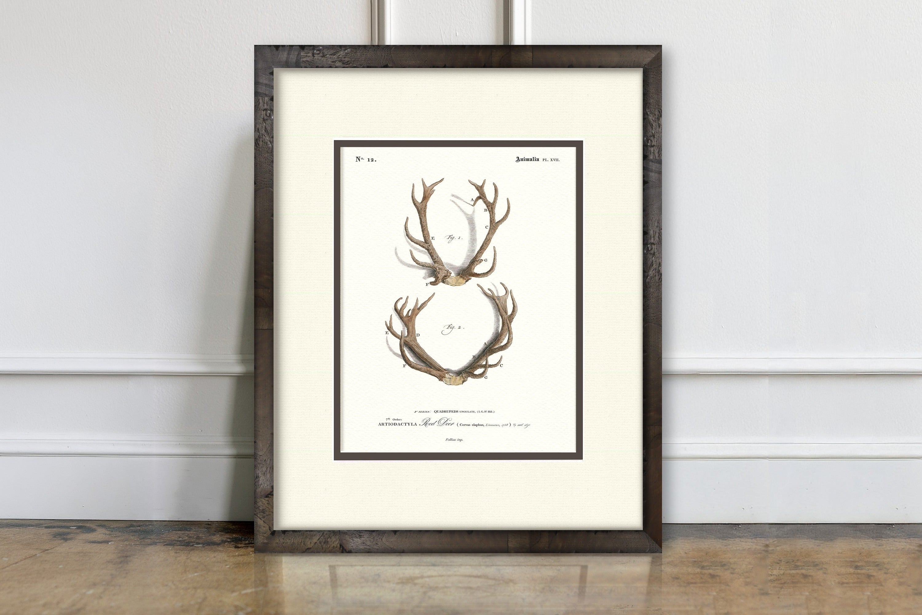 Vintage Antler Illustrations - Red Deer #12