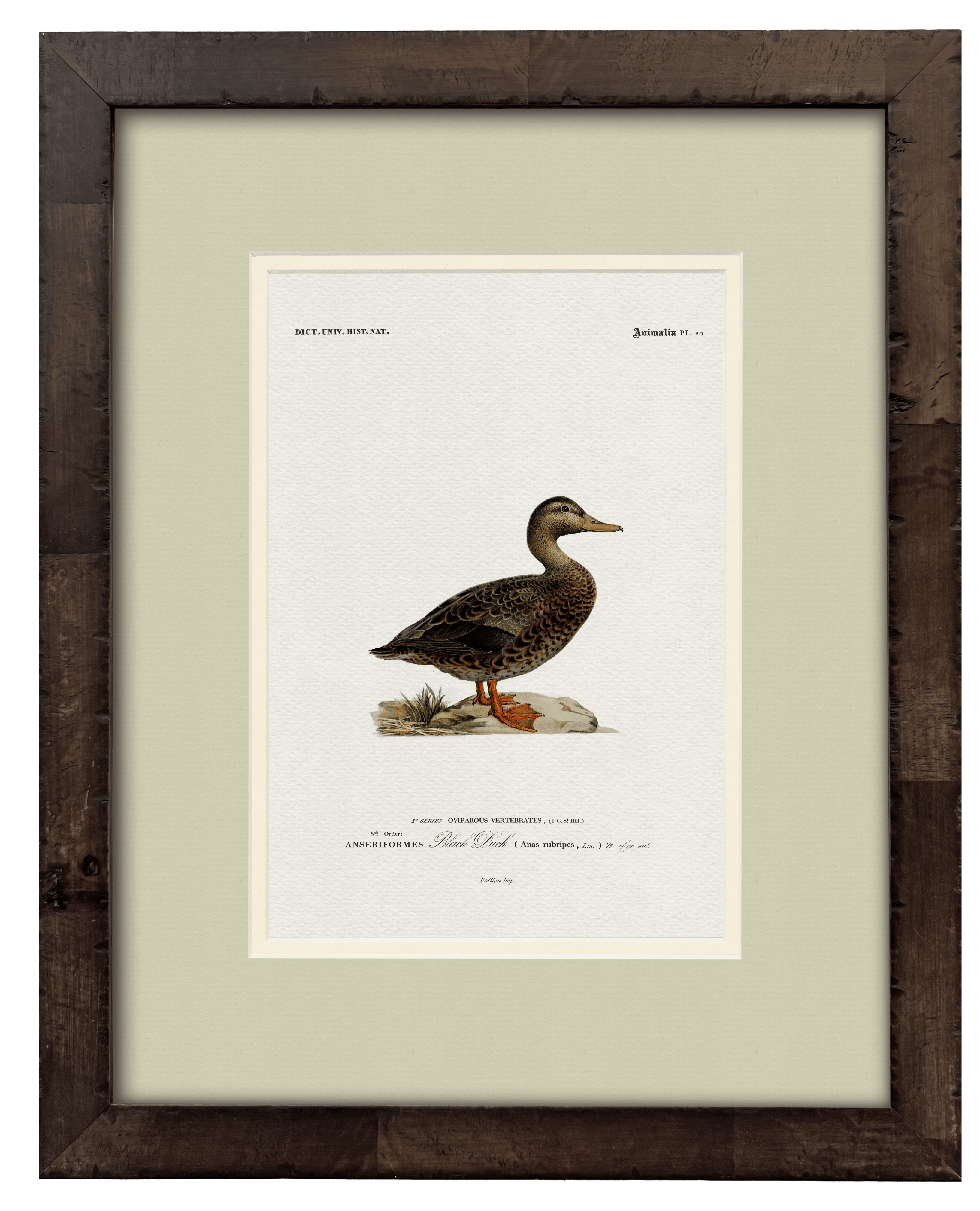 Black Duck art print — styled room view