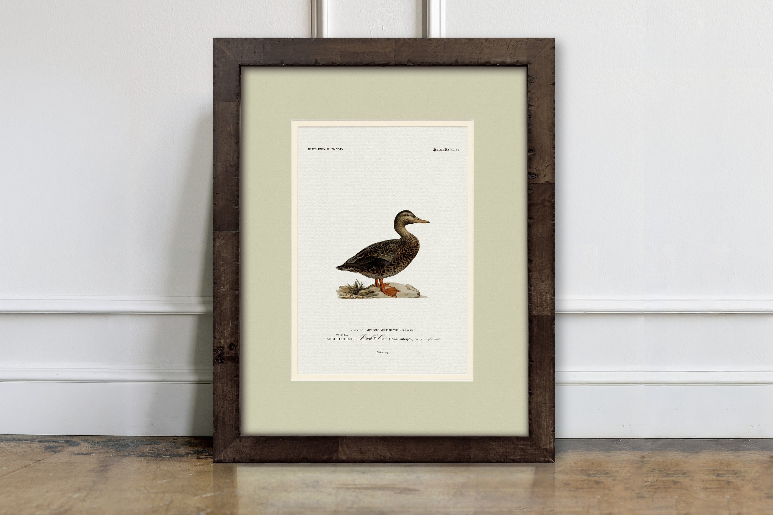 Vintage Duck Illustrations - Black Duck