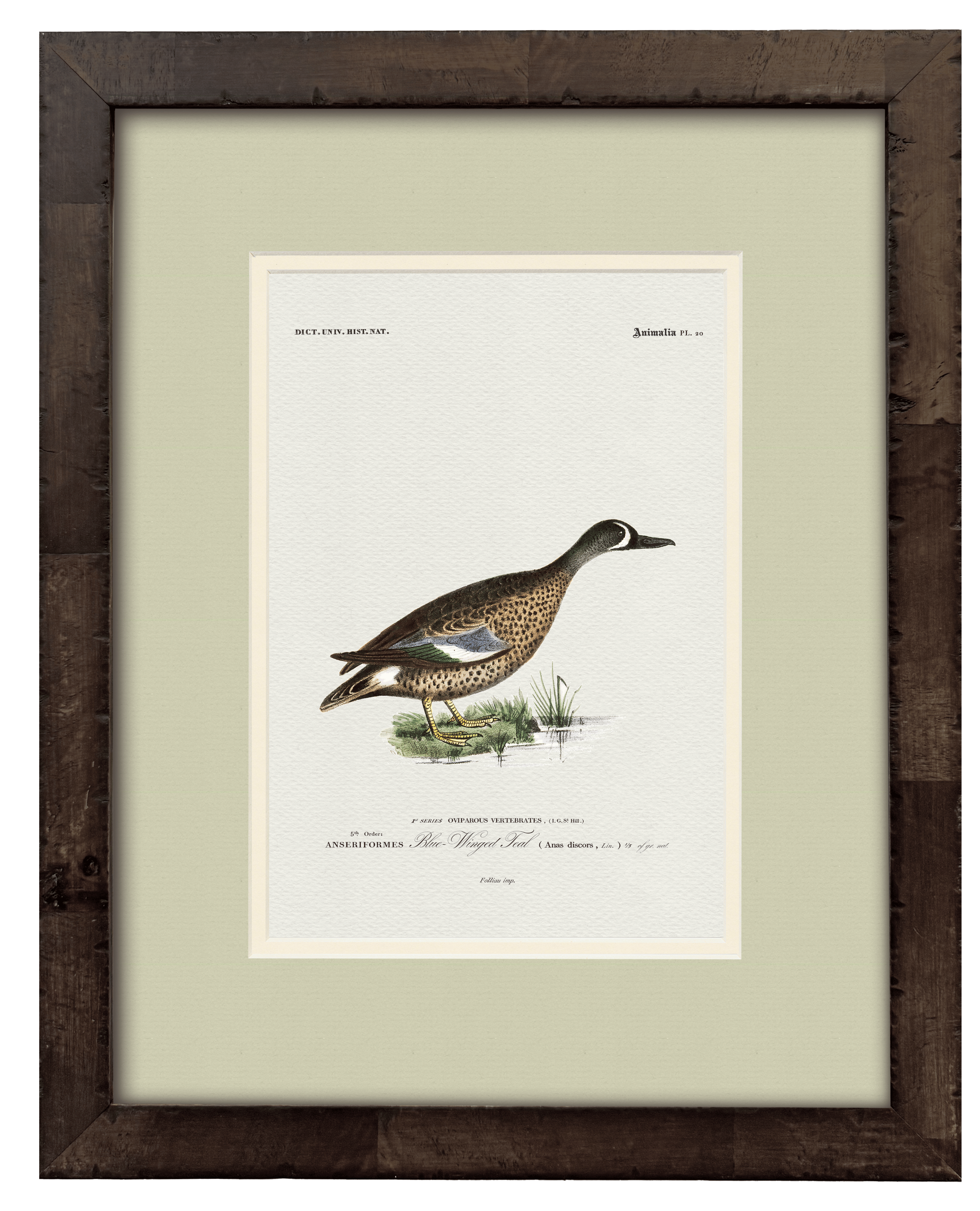 Blue-Winged Teal vintage duck illustration art print — styled room display