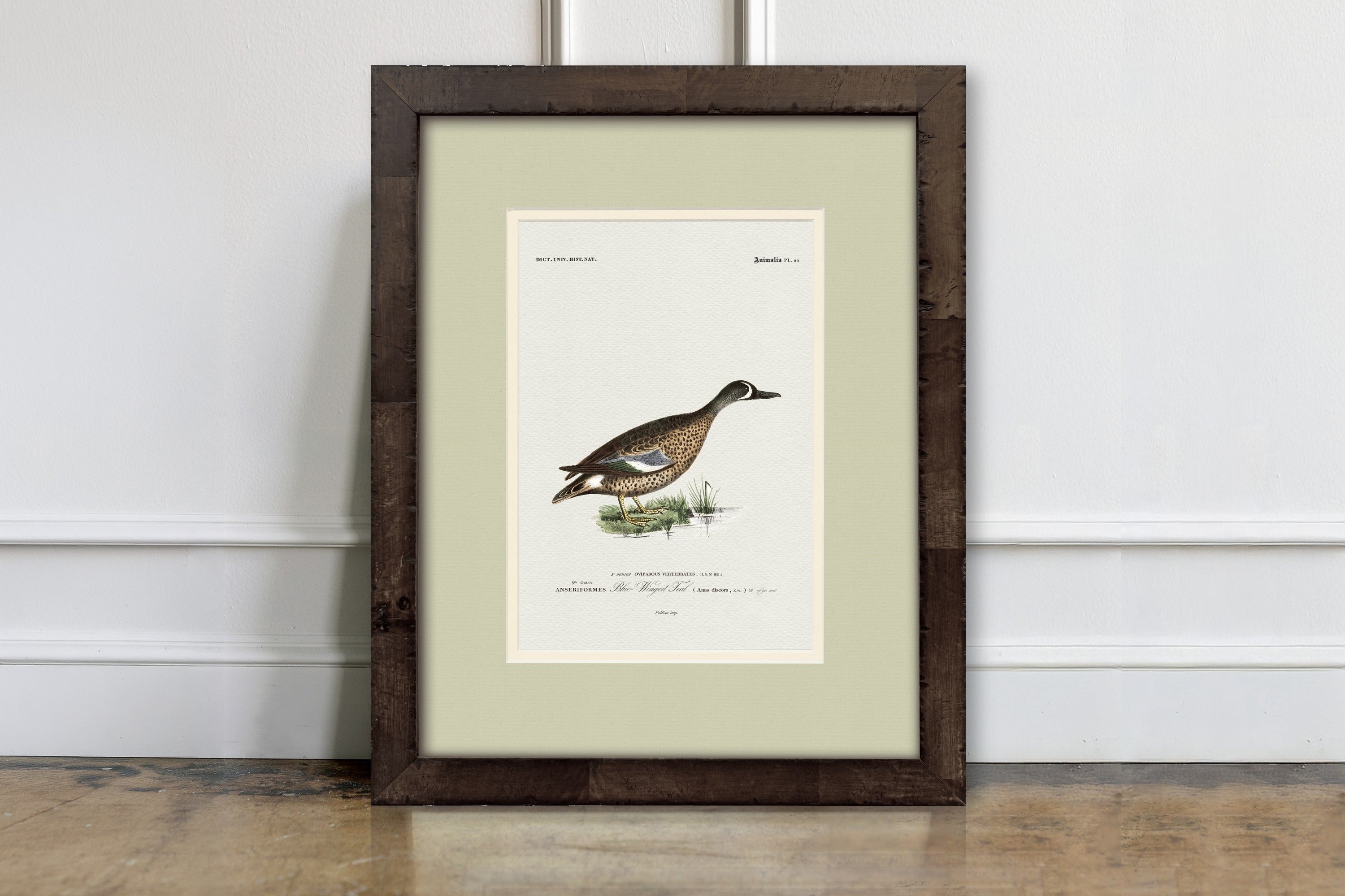 Vintage Duck Illustrations - Blue-Winged Teal