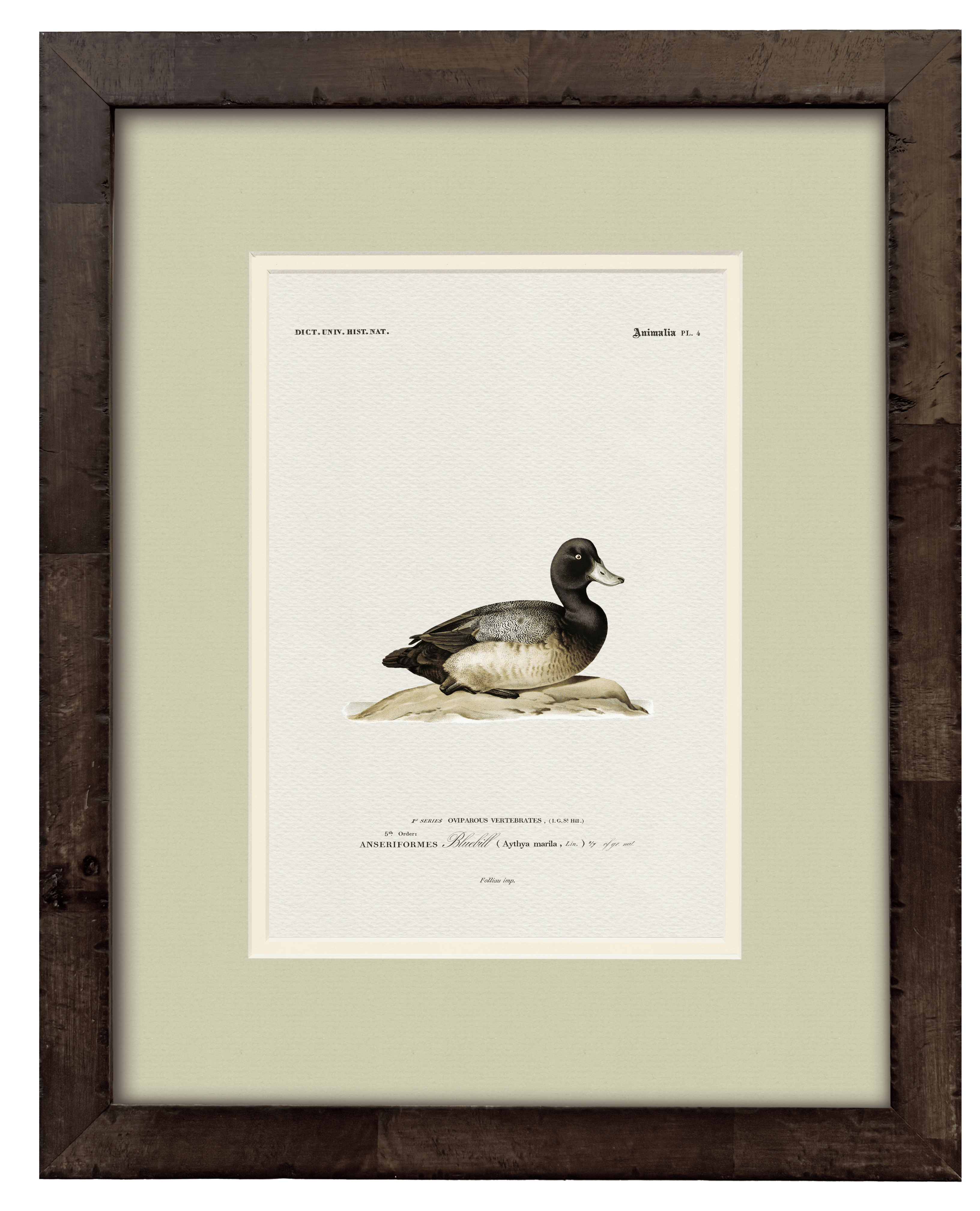 Bluebill Scaup vintage duck illustration art print — styled room display