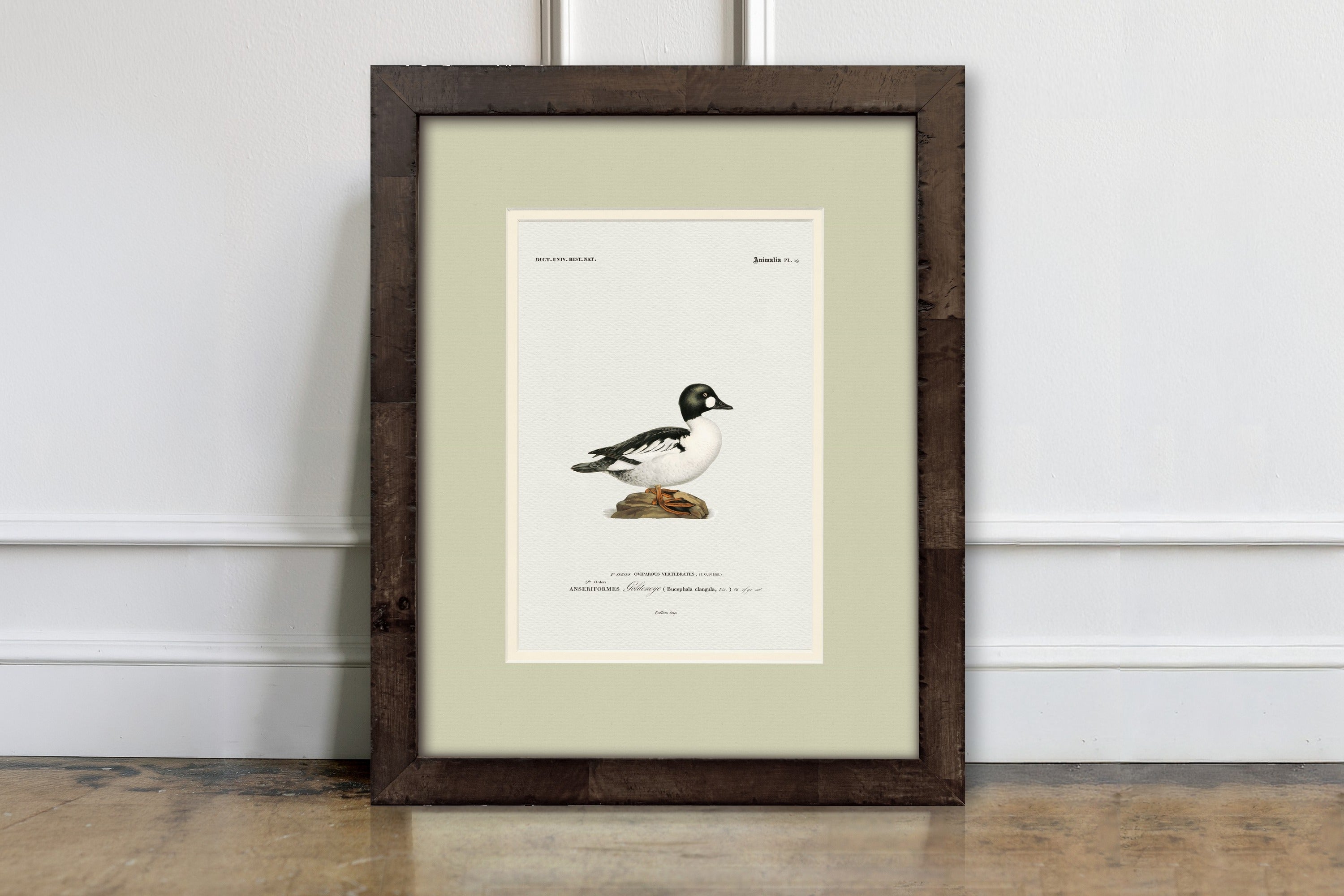 Vintage Duck Illustrations - Goldeneye