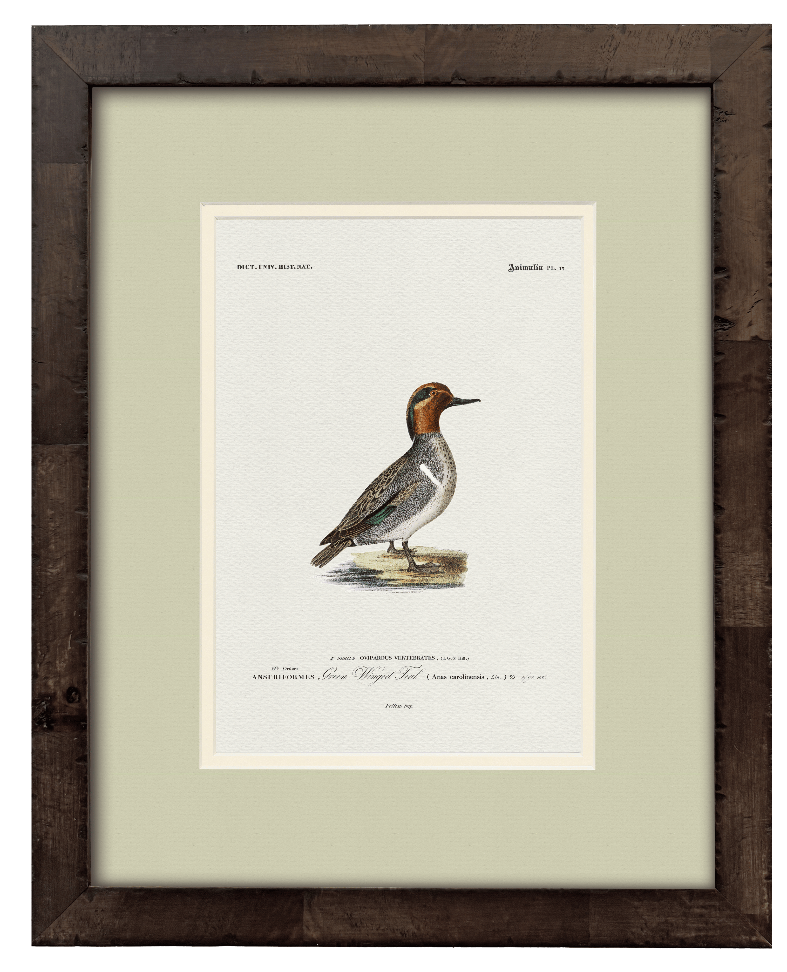 Green-Winged Teal art print — styled room view