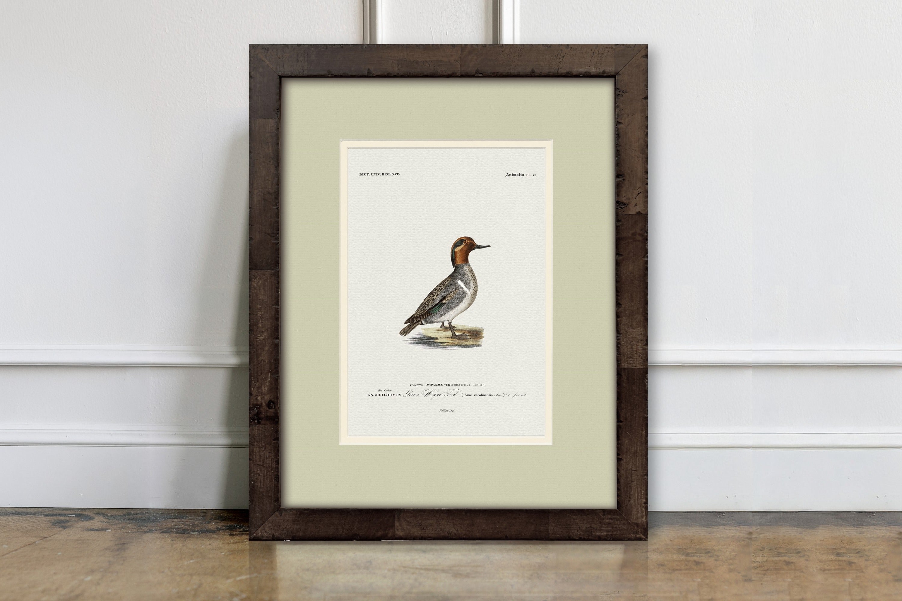 Vintage Duck Illustrations - Green-Winged Teal